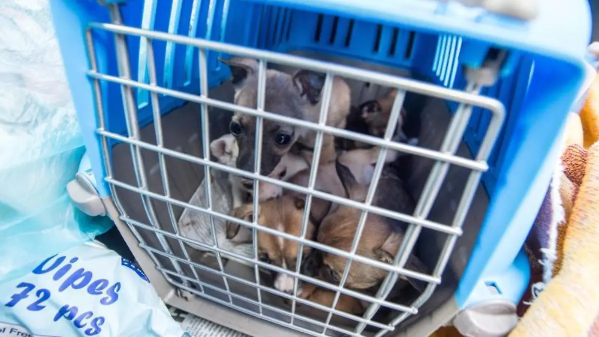 Illegaler Welpenhandel