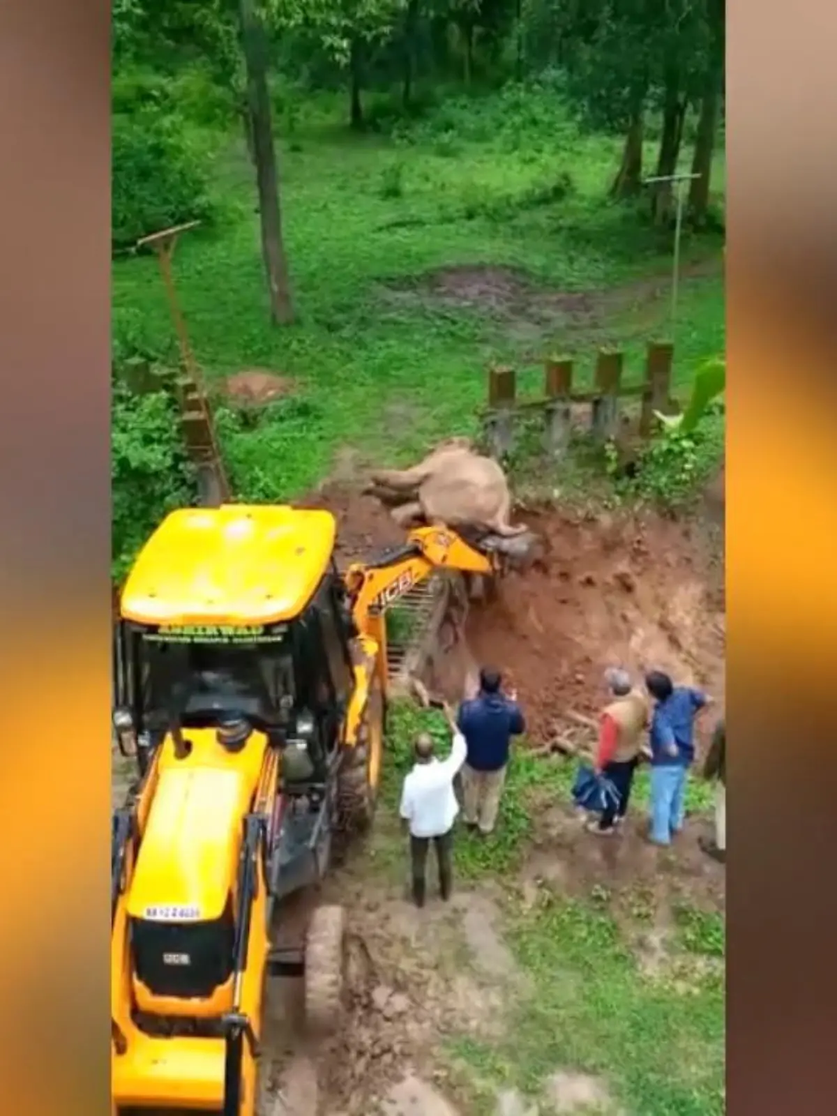 Bild zu: "Elefant kann aus Grube gerettet werden"