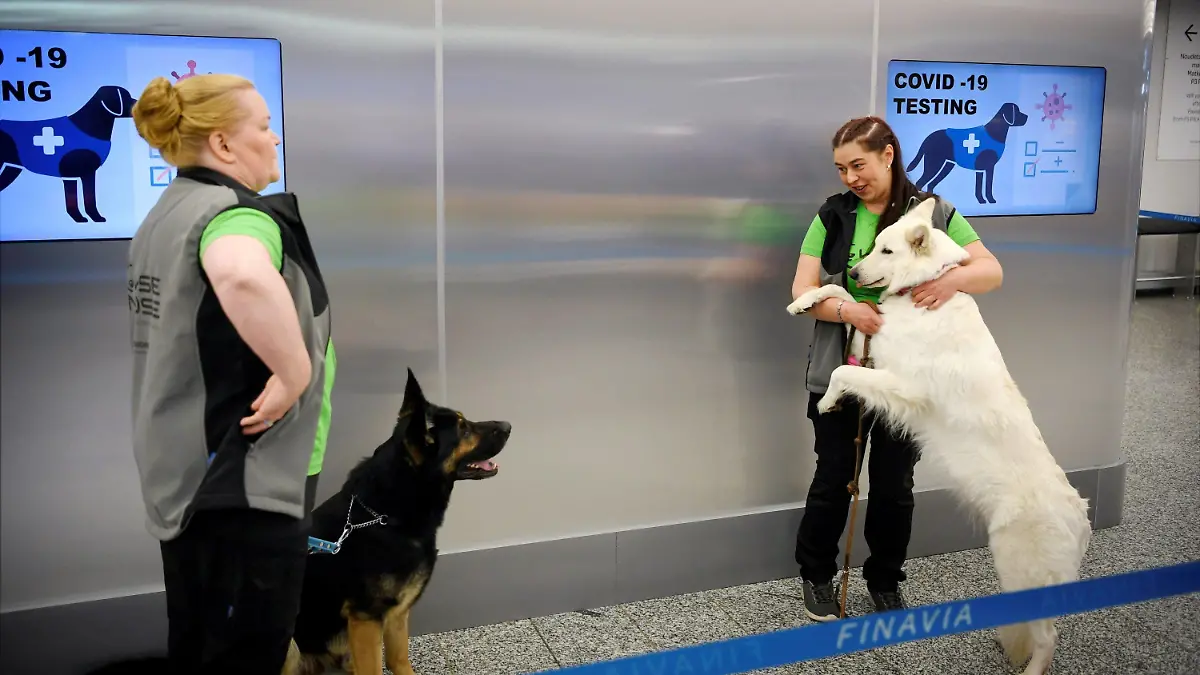 22.09.2020, Finnland, Vantaa: Die Spürhunde Valo (l) und E.T. stehen mit ihren Trainern während einer Pressekonferenz hinter einer Absperrung am Flughafen Helsinki-Vantaa. Vier speziell ausgebildete Hunde demonstrierten bei der Pressekonferenz ihre Fähigkeit, Corona-Infektionen bei Menschen zu erschnüffeln, noch bevor diese Symptome zeigten. Foto: Antti Aimo-Koivisto/STT/Lehtikuva/dpa +++ dpa-Bildfunk +++