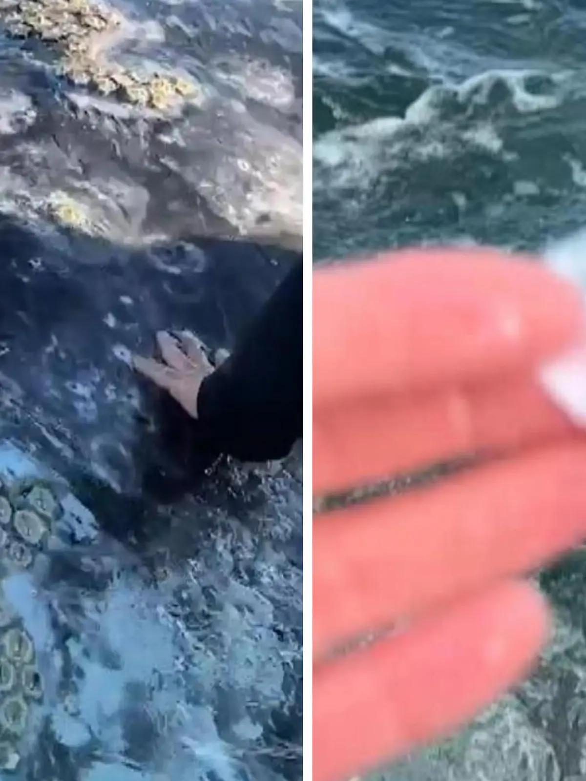 Sie sind auf Sieghtseeing Tour an der Küste Floridas. Plötzlich nähern sich dem Boot von Tory Berry zwei zahm wirkende Waale. 
Tori streichelt einen am Kopf – und bekommt direkt ein Souvenir mit.