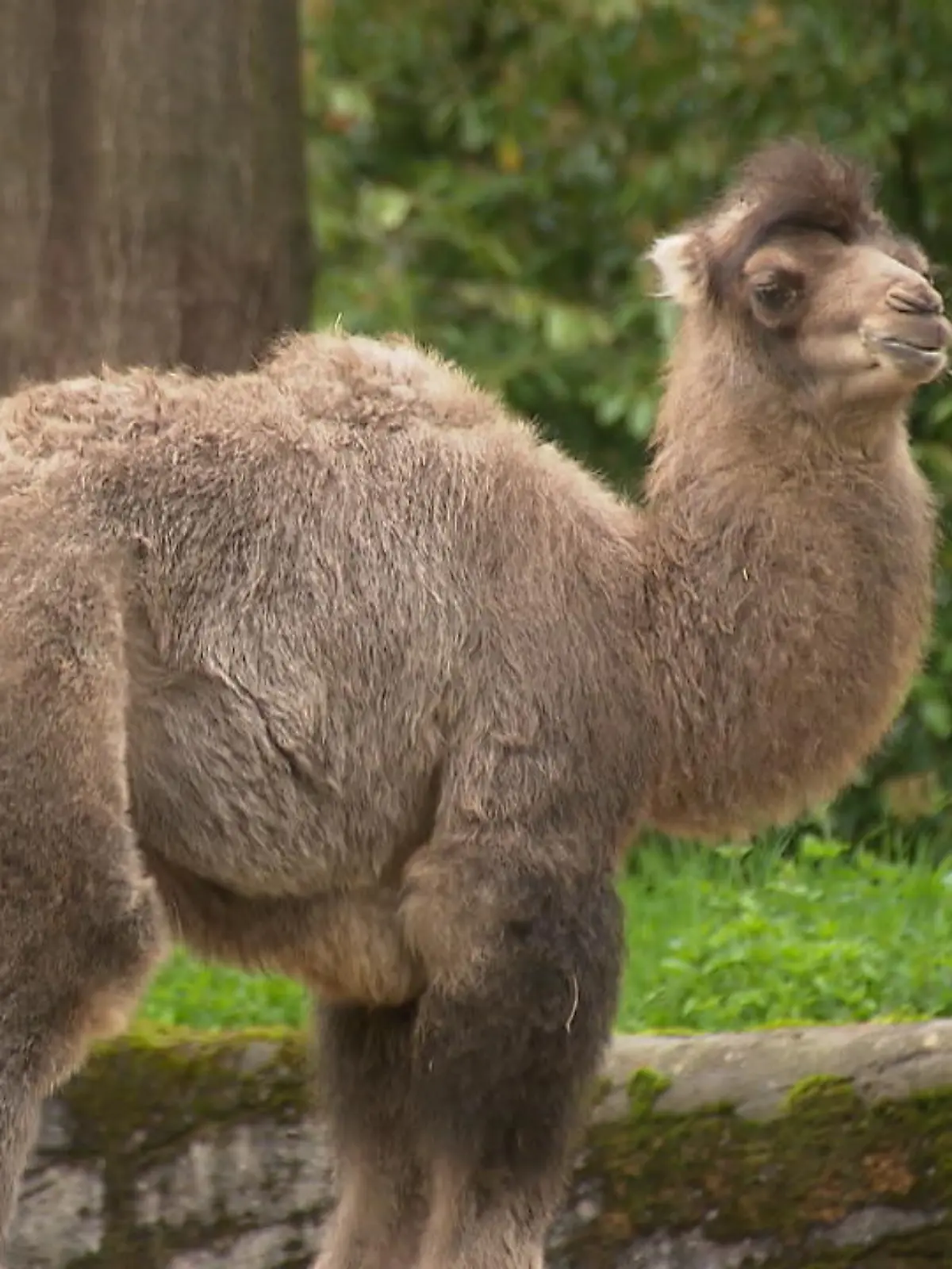 Bild zu: "Kamelnachwuchs im Tierpark Hagenbeck"