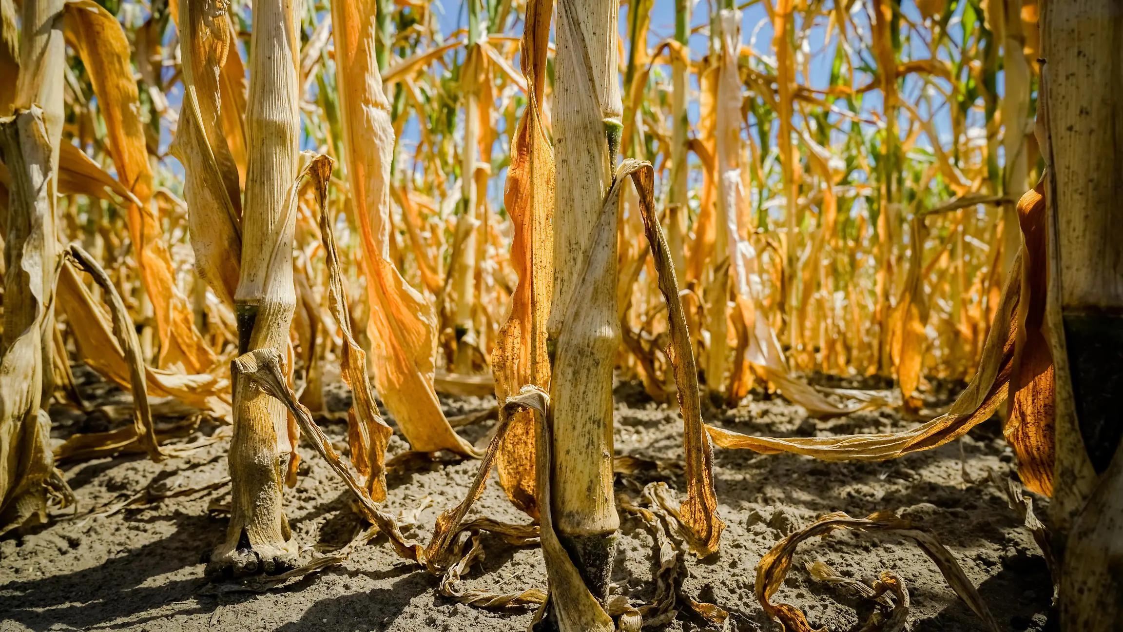 Klimawandel - vertrocknete Maisstengel im Maisfeld. Agrarfoto von einem stark unter Wassermangel leidenden Maisbestand, stark verwelktes Blattwerk läßt die Sonne bis auf die Wurzeln scheinen. Landkreis Osnabrück Niedersachsen Deutschland *** Climate change dried out maize stalks in the maize field Agrarfoto of a maize stand suffering from a severe water shortage, heavily wilted foliage lets the sun shine down to the roots County of Osnabrück Lower Saxony Germany
