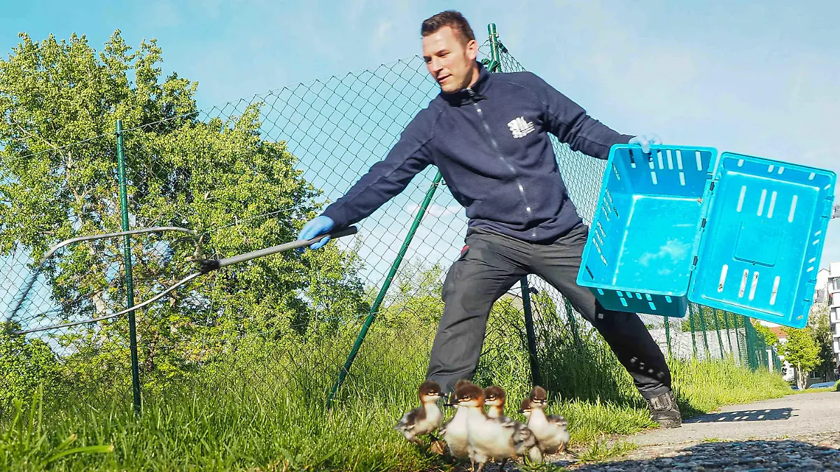 Tierischer Einsatz für die Feuerwehr Dresden: Am Montagabend rückten die Kameraden der Feuerwache 2 zu einem besonderen Einsatz an die Steinstraße aus. Gemeldet wurde eine Entenfamlie (offenbar) auf Irrwegen. Für die Jungs der Feuerwehr stellte sich