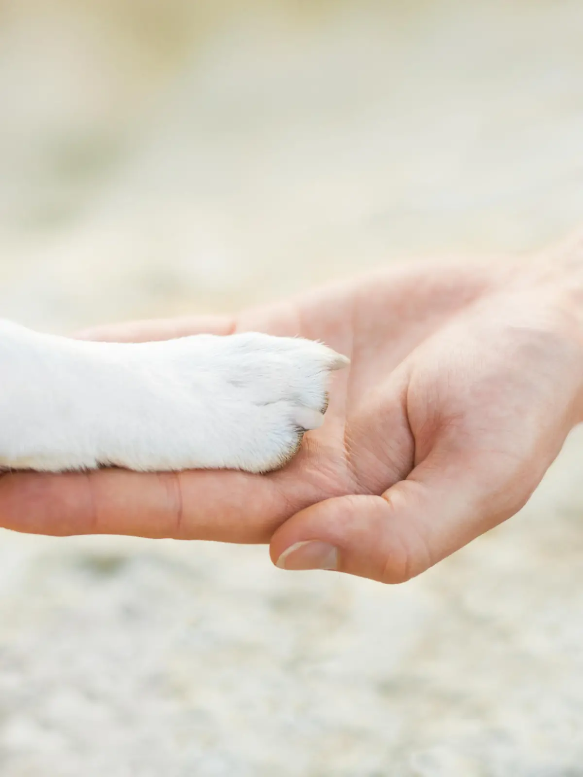 dog with paw high five and hand of owner