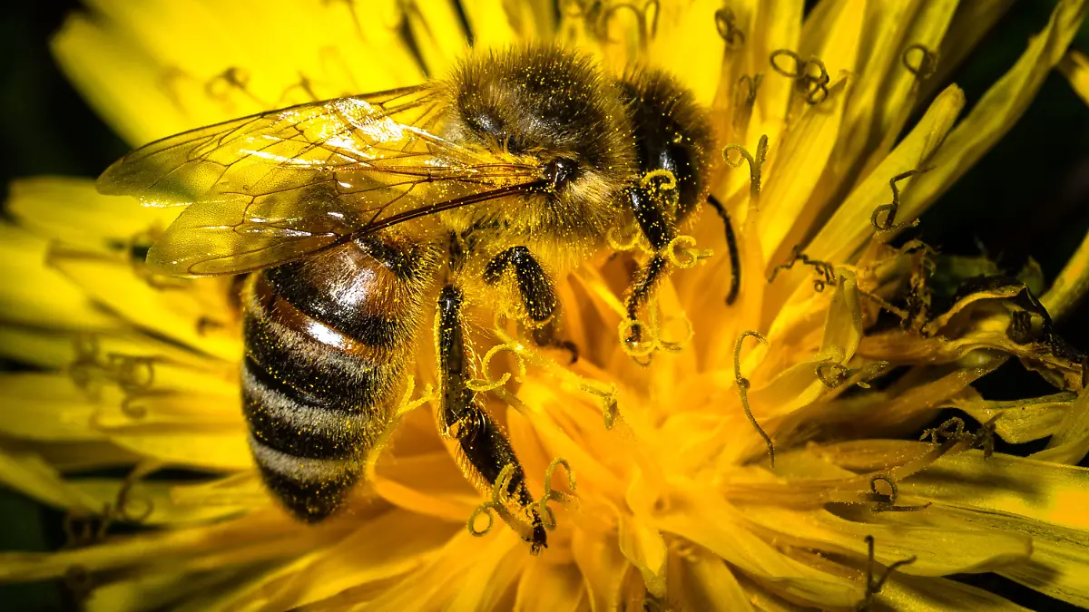 Eine mit Blütenpollen bedeckte Biene sitzt am 19.04.2015 bei Wiesenthau (Bayern) auf einem Löwenzahn. Foto: Nicolas Armer/dpa +++(c) dpa - Bildfunk+++