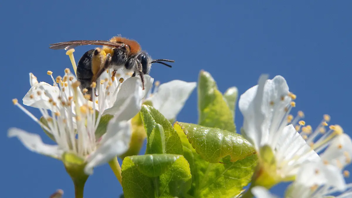 26.04.2021, Rheinland-Pfalz, Mainz: Eine Biene sitzt auf der Blüte eines Obstbaumes. Kalte Nachttemperaturen machen den Obstbäumen in Rheinland-Pfalz regional zu schaffen - jedoch reichen je nach Obstsorte zehn bis 30 Prozent der Blüten für eine normale Ernte. Foto: Sebastian Gollnow/dpa +++ dpa-Bildfunk +++
