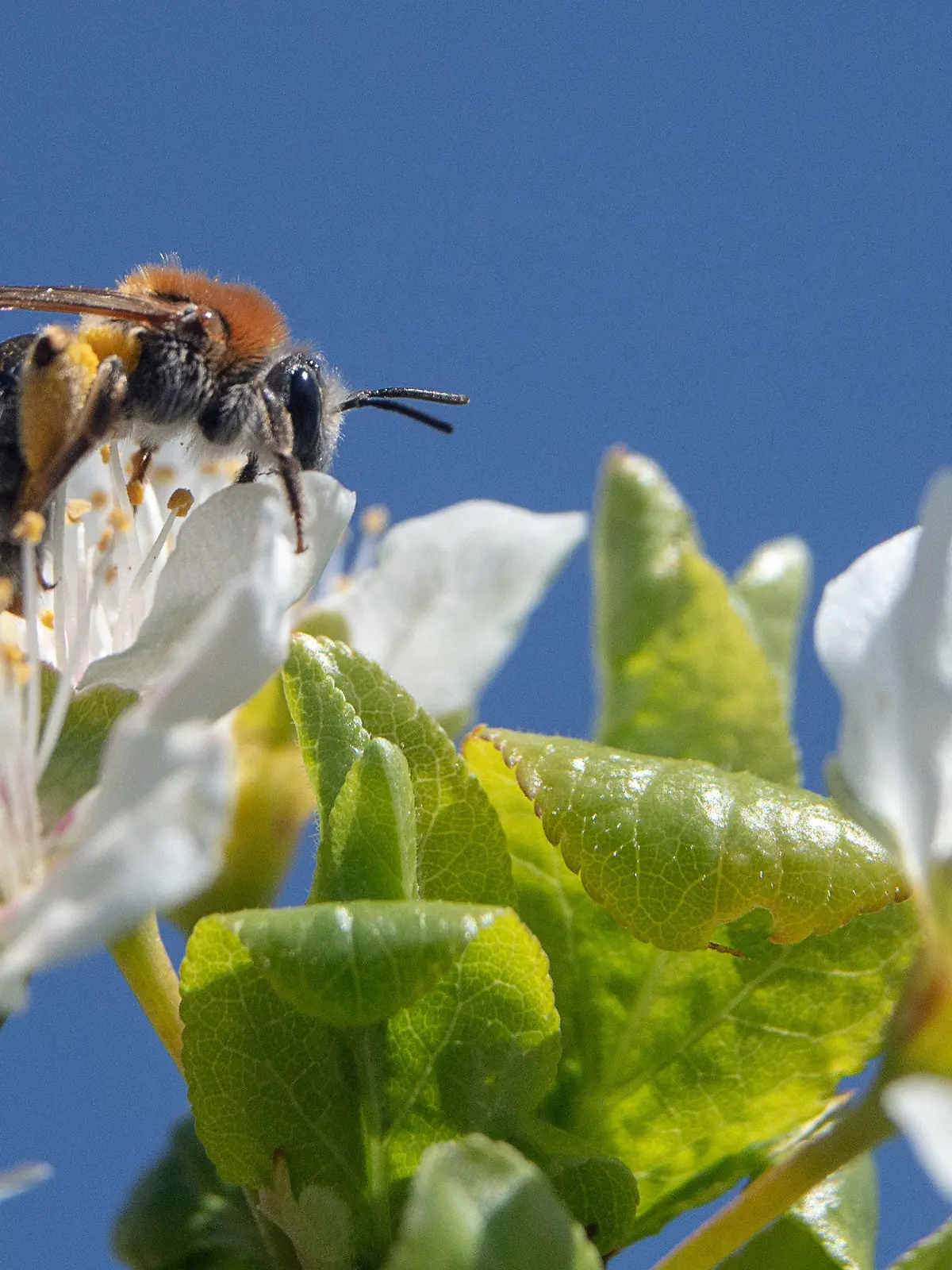 26.04.2021, Rheinland-Pfalz, Mainz: Eine Biene sitzt auf der Blüte eines Obstbaumes. Kalte Nachttemperaturen machen den Obstbäumen in Rheinland-Pfalz regional zu schaffen - jedoch reichen je nach Obstsorte zehn bis 30 Prozent der Blüten für eine normale Ernte. Foto: Sebastian Gollnow/dpa +++ dpa-Bildfunk +++