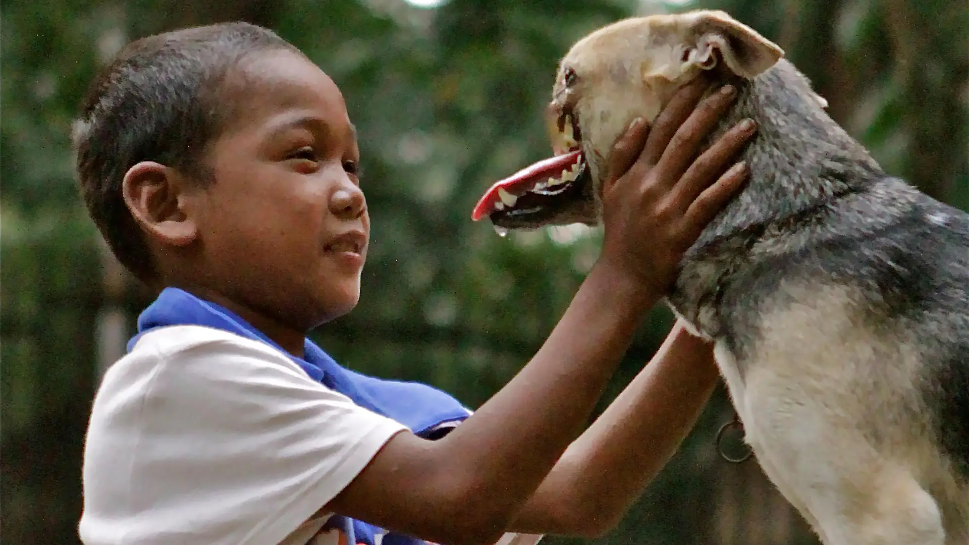 In this August, 12, 2012 photo provided by the University of California - Davis, a Bunggal family member plays with Kabang the dog in the Philippines. The dog that lost its snout while saving two girls in the Philippines has been brought to the University of California, Davis, where veterinarians will try to fix its injuries. UC Davis surgeons say Kabang will need multiple surgeries, but they are confident they can improve its condition.(ddp images/AP Photo/UC Davis, Anton Lim)