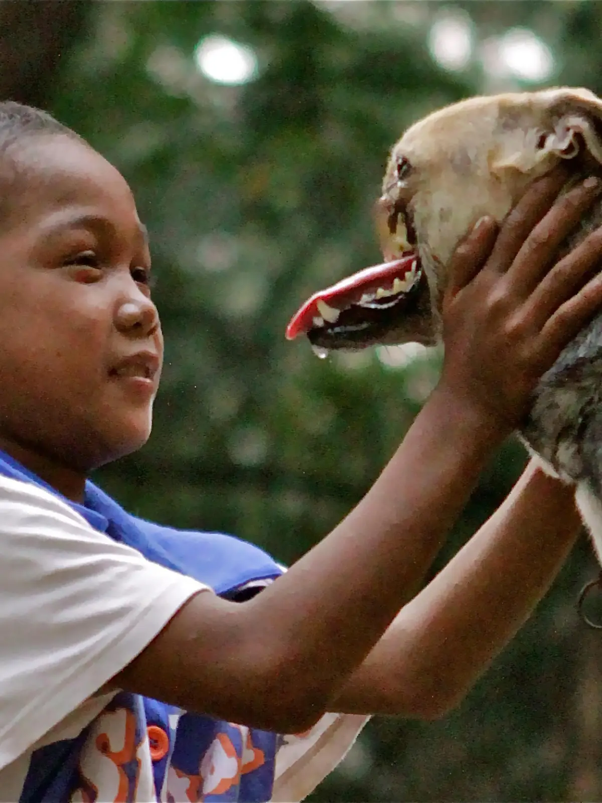 In this August, 12, 2012 photo provided by the University of California - Davis, a Bunggal family member plays with Kabang the dog in the Philippines. The  dog that lost its snout while saving two girls in the Philippines has been brought to the University of California, Davis, where veterinarians will try to fix its injuries. UC Davis surgeons say Kabang will need multiple surgeries, but they are confident they can improve its condition.(ddp images/AP Photo/UC Davis, Anton Lim)