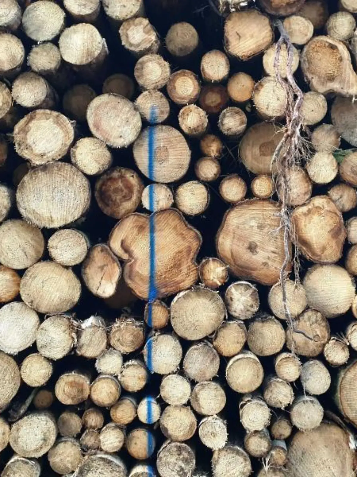 Holzpreise
