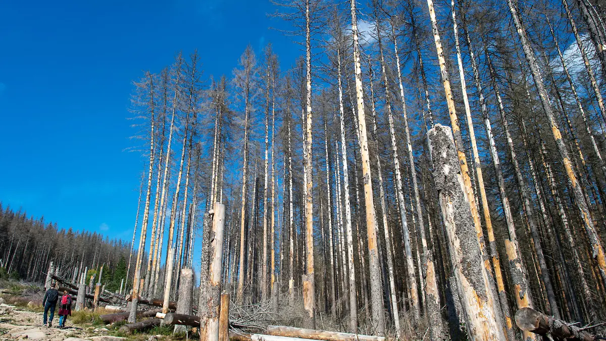 ARCHIV - 11.09.2019, Sachsen-Anhalt, Wernigerode: Wanderer gehen im Nationalpark Harz an abgestorbenen Fichten vorbei. Die Nadelbäume fielen dem Borkenkäfer zum Opfer. (zu dpa-Text «Forstbetrieb: Gefahren im Wald nicht unterschätzen») Foto: Klaus-Dietmar Gabbert/zb/dpa +++ dpa-Bildfunk +++