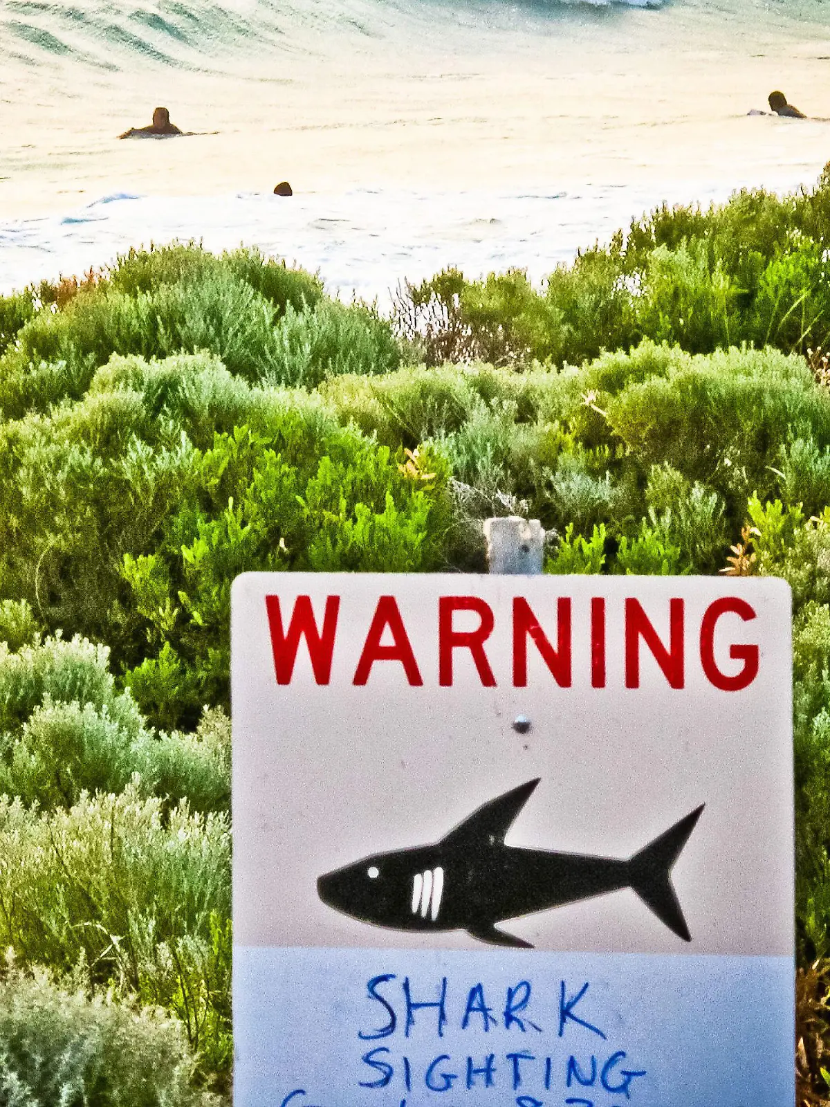 ARCHIV - 24.11.2013, Australien, Margaret River: Ein Schild mit der Aufschrift "Warning shark sighting" (dt. Achtung Hai gesichtet) ist in der Nähe von Prevelly Beach aufgestellt. (zu dpa: "Mehr tödliche Haiangriffe in Australien: Grund zur Panik oder Pech?") Foto: Rebecca Le May/AAP/dpa +++ dpa-Bildfunk +++