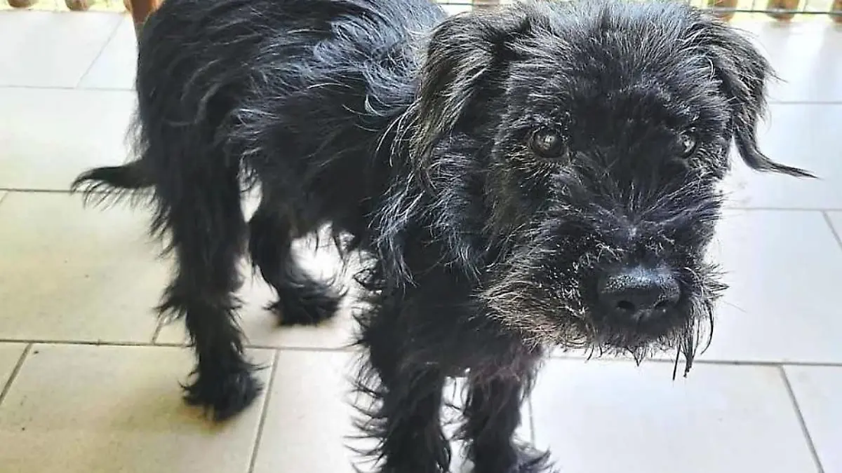 Hund wacht über seinem toten Frauchen
