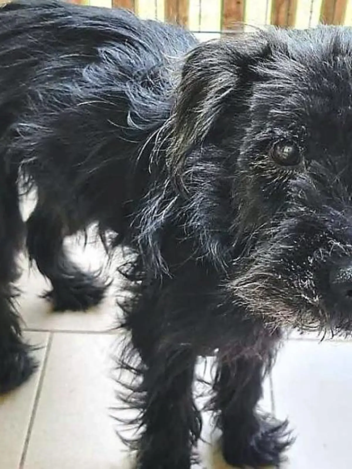 Hund wacht über seinem toten Frauchen