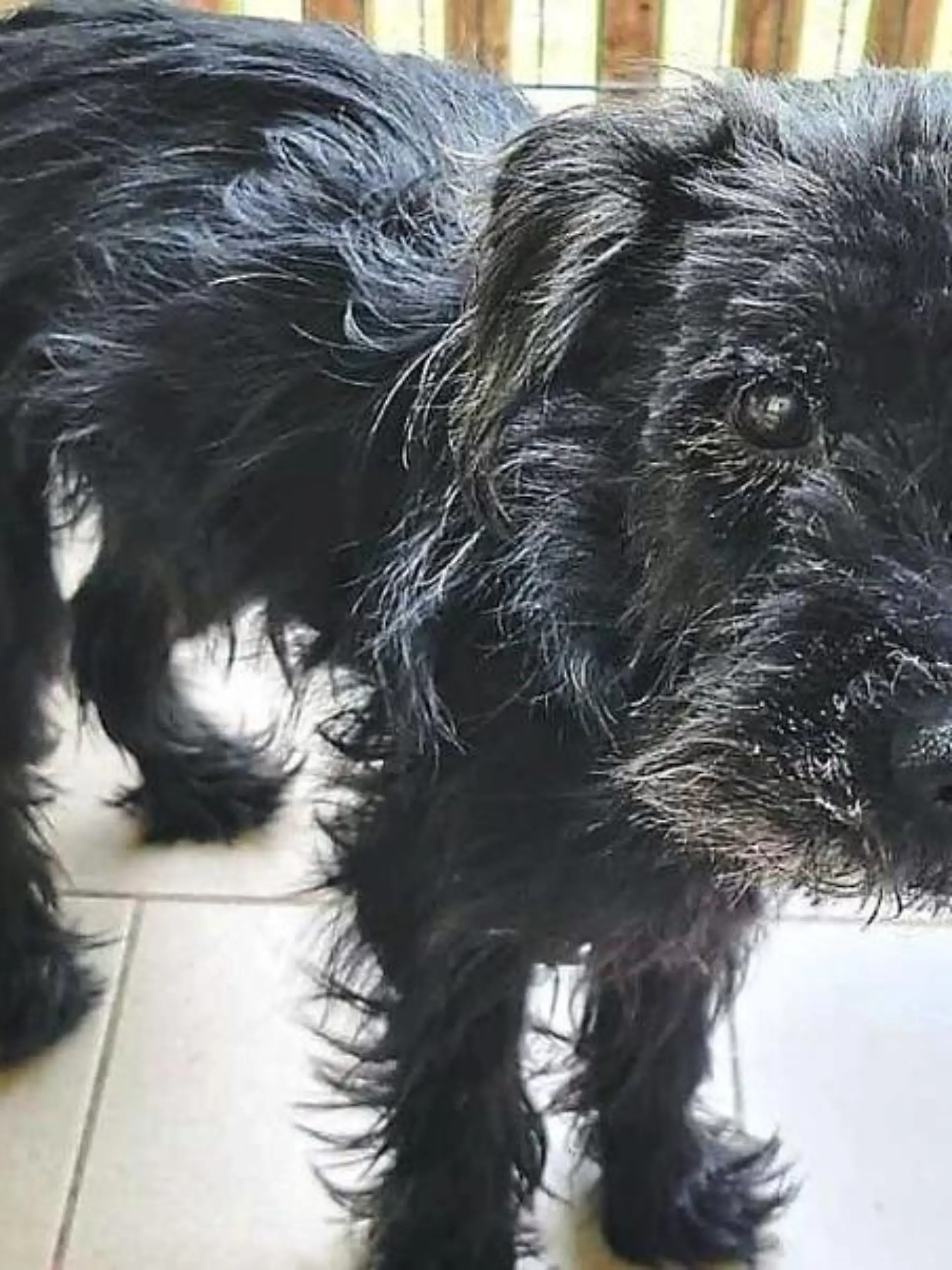 Hund wacht über seinem toten Frauchen