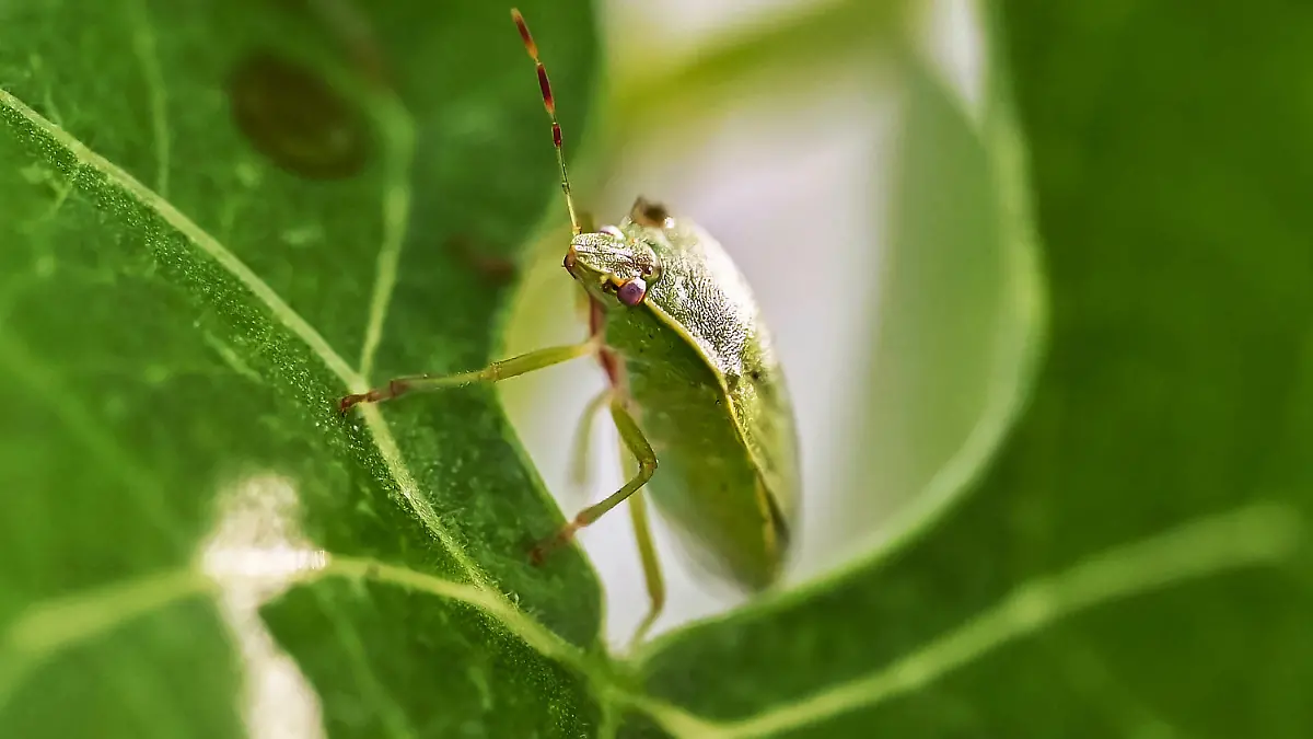 PRODUKTION - 21.04.2023, Baden-Württemberg, Karlsruhe: Eine lebende Grüne Reiswanze (Nezara viridula), aufgenommen beim Landwirtschaftlichen Technologiezentrum Augustenberg (LTZ). Sie tummeln sich emsig auf den Buschbohnen im Gewächshaus und sehen auf den ersten Blick wenig imposant aus. Doch die eingeschleppten Wanzen sind nur ein Vorbote für das, was Hobbygärtnern und Landwirtschaft infolge des Klimawandels noch blühen könnte. (zu dpa "«Schmeckt nach Wanze» - Wegen Klimawandel drohen neue Agrarschädlinge") Foto: Uli Deck/dpa +++ dpa-Bildfunk +++