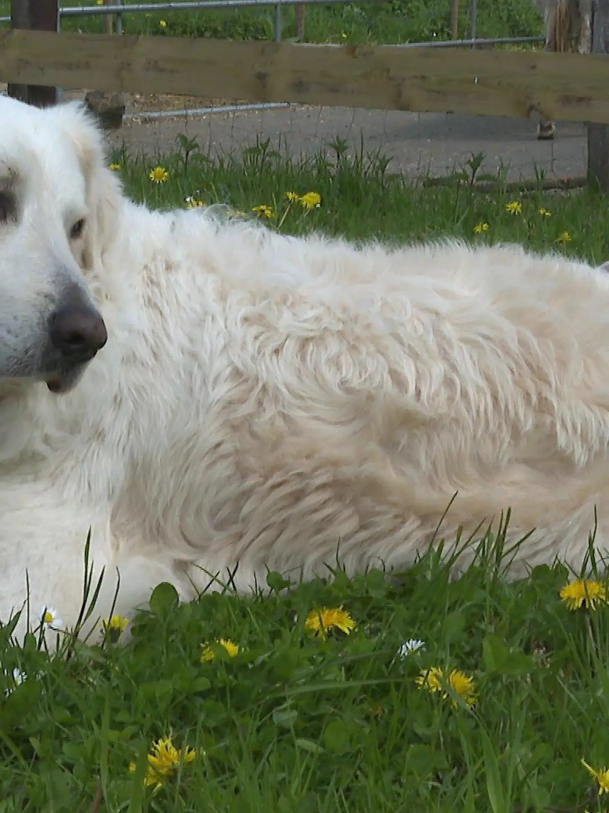 Golden Retriever Odin kümmert sich liebevoll um Lämmchen Elve.