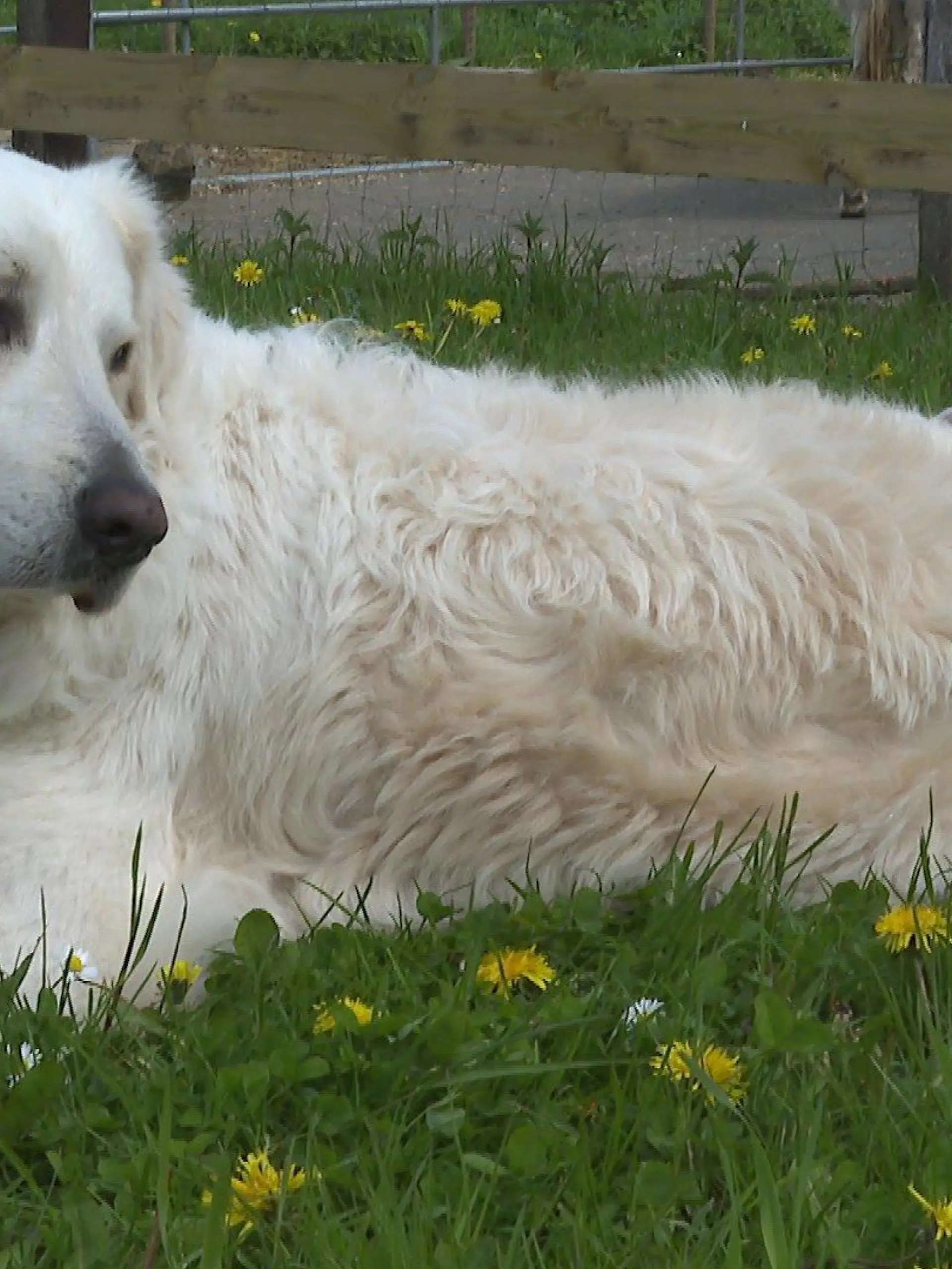 Golden Retriever Odin kümmert sich liebevoll um Lämmchen Elve.