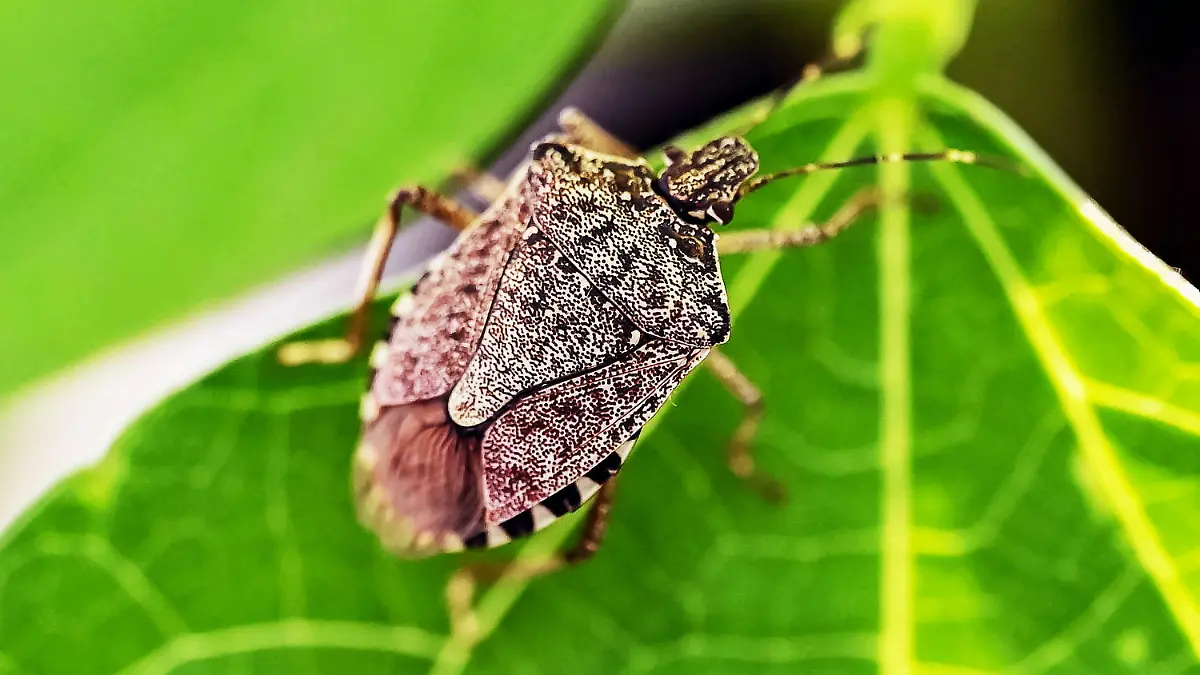 PRODUKTION - 21.04.2023, Baden-Württemberg, Karlsruhe: Eine lebende Marmorierte Baumwanze (Halyomorpha halys), aufgenommen beim Landwirtschaftlichen Technologiezentrum Augustenberg (LTZ). Sie tummeln sich emsig auf den Buschbohnen im Gewächshaus und sehen auf den ersten Blick wenig imposant aus. Doch die eingeschleppten Wanzen sind nur ein Vorbote für das, was Hobbygärtnern und Landwirtschaft infolge des Klimawandels noch blühen könnte. (zu dpa "«Schmeckt nach Wanze» - Wegen Klimawandel drohen neue Agrarschädlinge") Foto: Uli Deck/dpa +++ dpa-Bildfunk +++