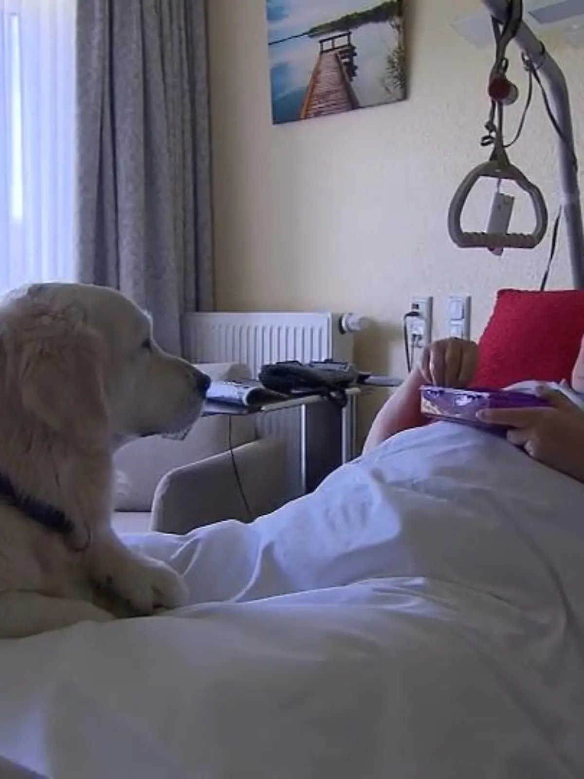 Bild zu: "Retriever bringt Bewohnern Freude"