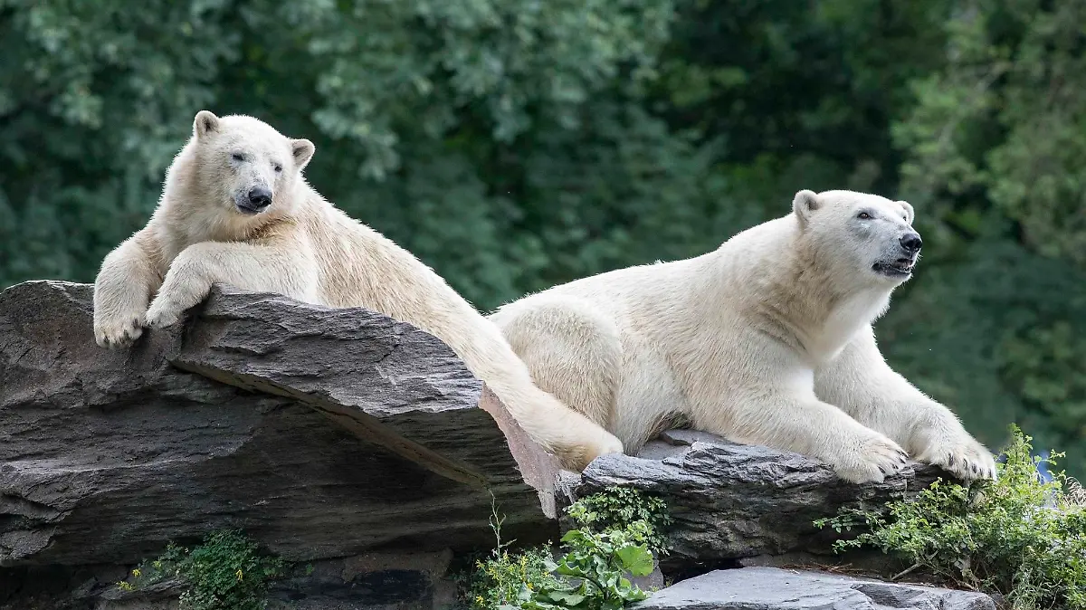 Eisbären