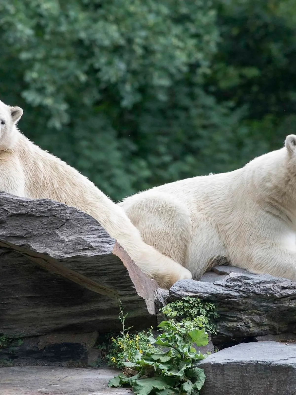 Eisbären