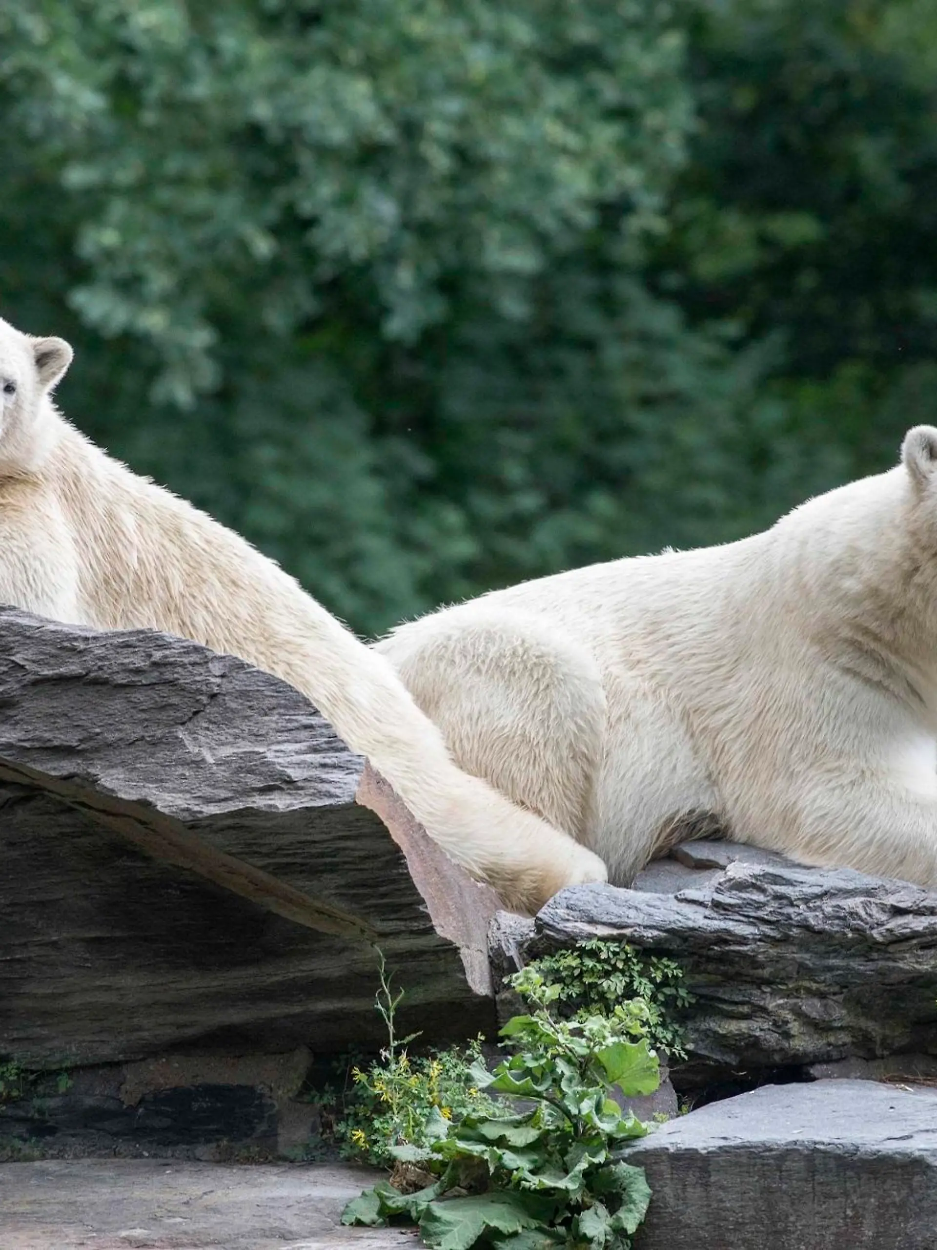 Eisbären