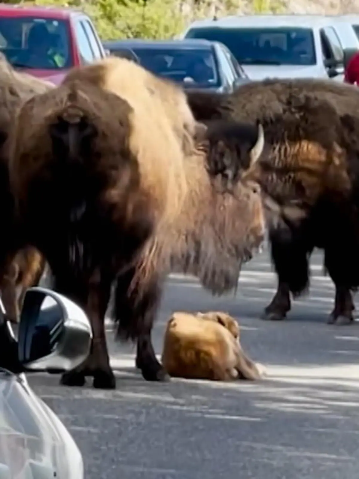 Bild zu: "Bison-Baby macht ein Nickerchen"