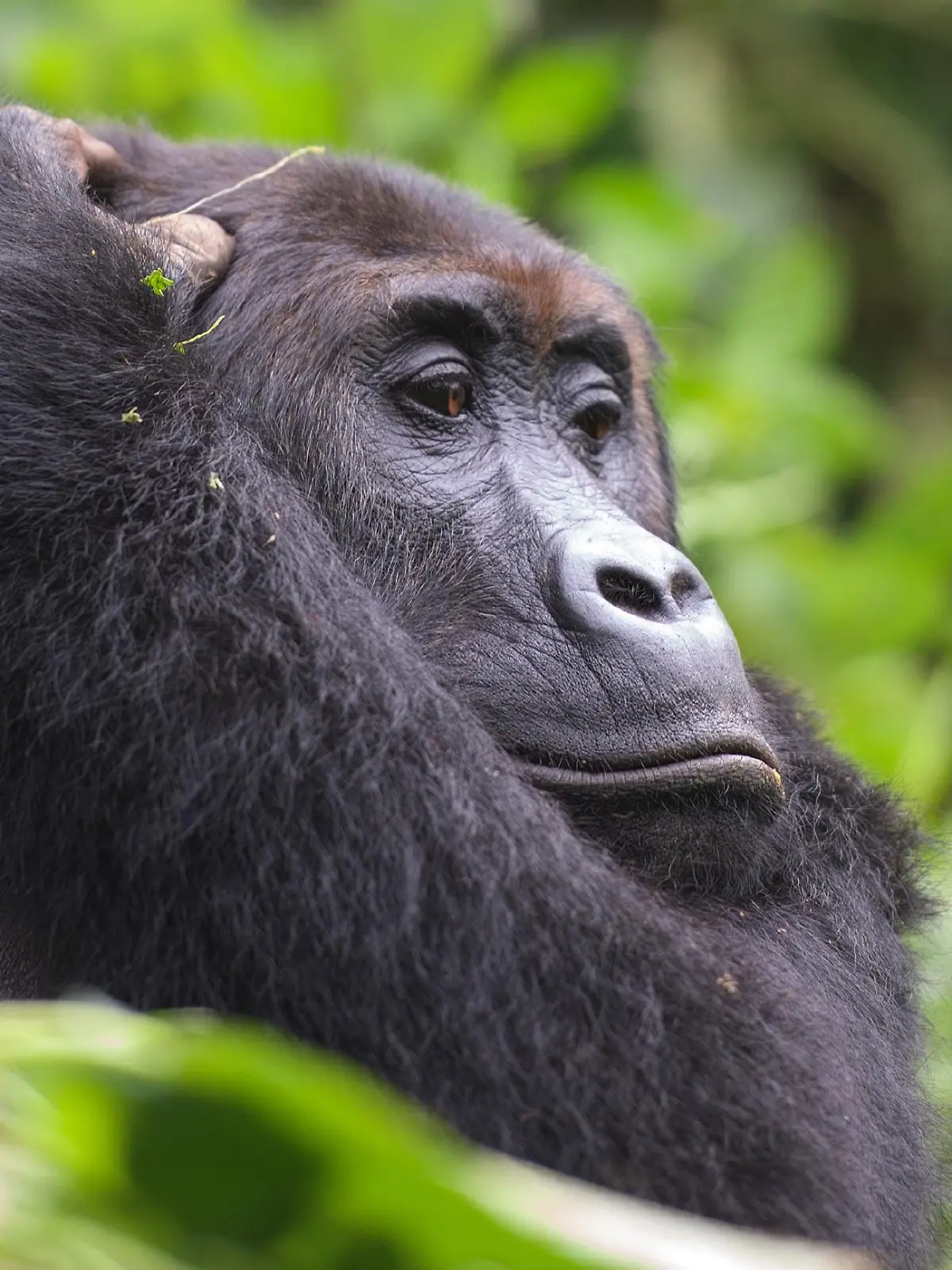 Mwinga, Mutter des Baby Gorillas Mwira.
