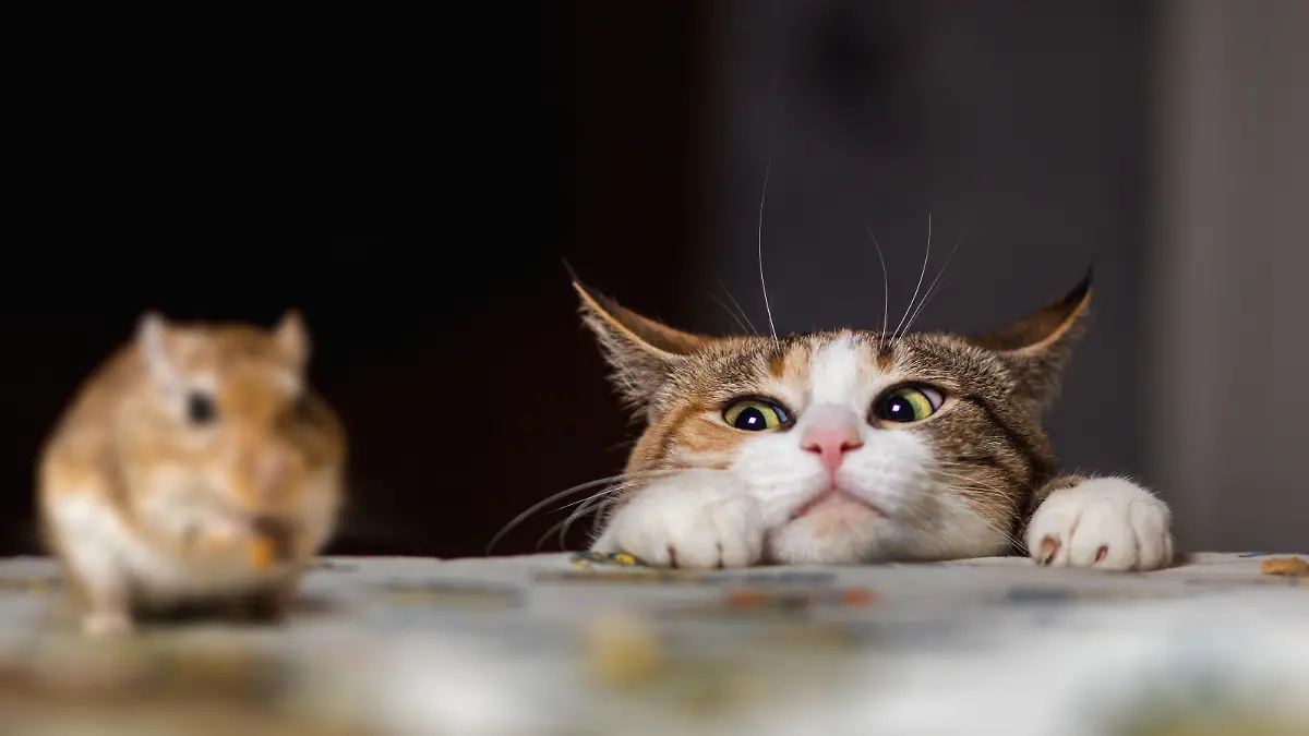 Eine Katze entdeckt auf einem Tisch eine kleine Maus, die sie fangen will.