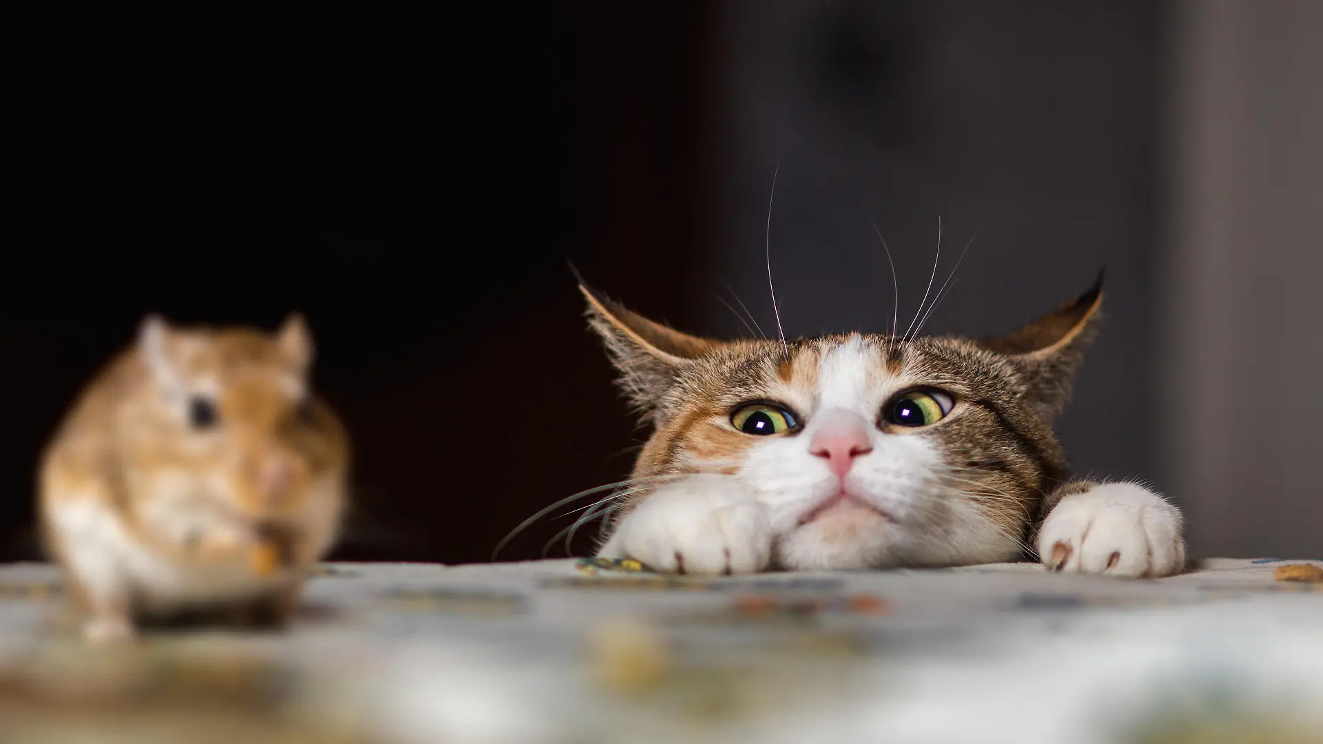 Eine Katze entdeckt auf einem Tisch eine kleine Maus, die sie fangen will.