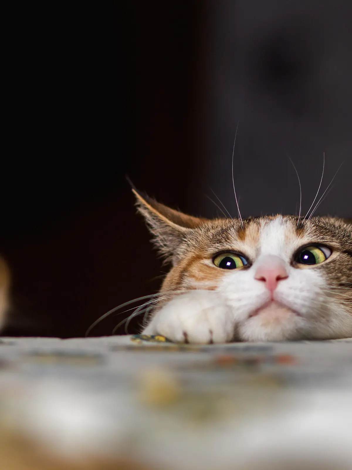 Eine Katze entdeckt auf einem Tisch eine kleine Maus, die sie fangen will.