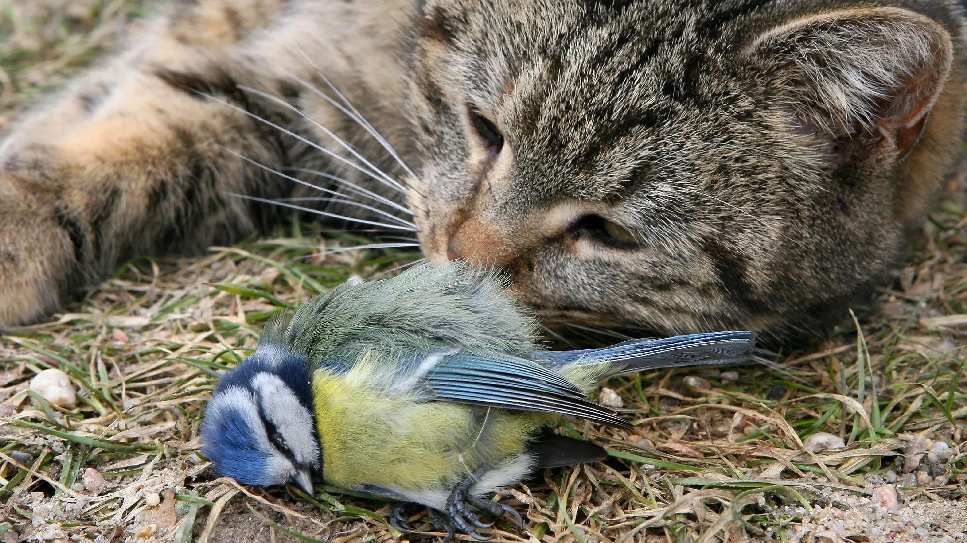 Ein Katze spielt am Mittwoch (01.03.2006) im brandenburgischen Sieversdorf (Oder-Spree) mit einer Meise, die sie zuvor gefangen hat (Illustrationsfoto zum Thema Vogelgrippe). Nach dem Fund einer mit dem Vogelgrippevirus H5N1 infizierten toten streunenden Katze auf der Insel Rügen geraten jetzt diese kuscheligen Haustiere in die Schlagzeilen. Zumindest in den Sperrbezirken müssen Katzen ab sofort im Haus bleiben und Hunde angeleint werden, in den Beobachtungsgebieten wird es empfohlen. Nach dem erstmals festgestellten Übergreifen des Virus auf ein Säugetier will der Nationale Krisenstab Tierseuchenbekämpfung an diesem Mittwoch über die Konsequenzen des Falles beraten. Foto: Patrick Pleul dpa/lbn +++(c) dpa - Bildfunk+++
