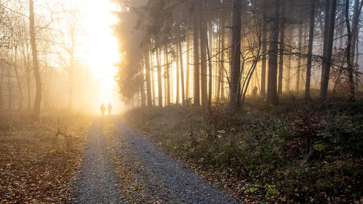 Nebel und Sonne im Wald 28.11.2020, Schmitten Hessen: Die tiefstehende Sonne scheint am Nachmittag bei Seelenberg an den Nebelgrenze durch den Wald, Schmitten Deutschland *** Fog and sun in the forest 28 11 2020, Schmitten Hessen The low sun shines in the afternoon near Seelenberg at the fog line through the forest, Schmitten Germany