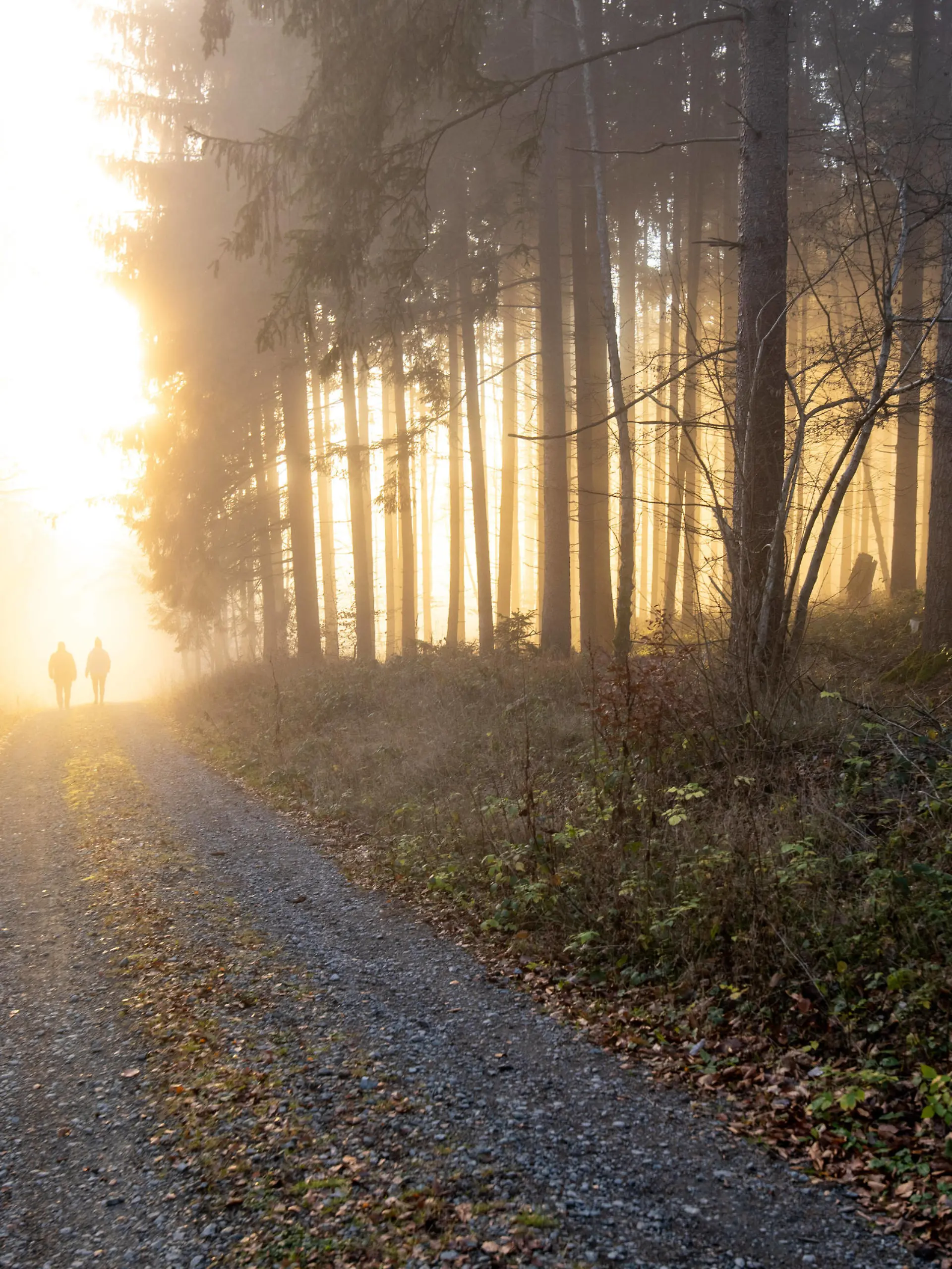 Nebel und Sonne im Wald 28.11.2020, Schmitten Hessen: Die tiefstehende Sonne scheint am Nachmittag bei Seelenberg an den Nebelgrenze durch den Wald, Schmitten Deutschland *** Fog and sun in the forest 28 11 2020, Schmitten Hessen The low sun shines in the afternoon near Seelenberg at the fog line through the forest, Schmitten Germany 