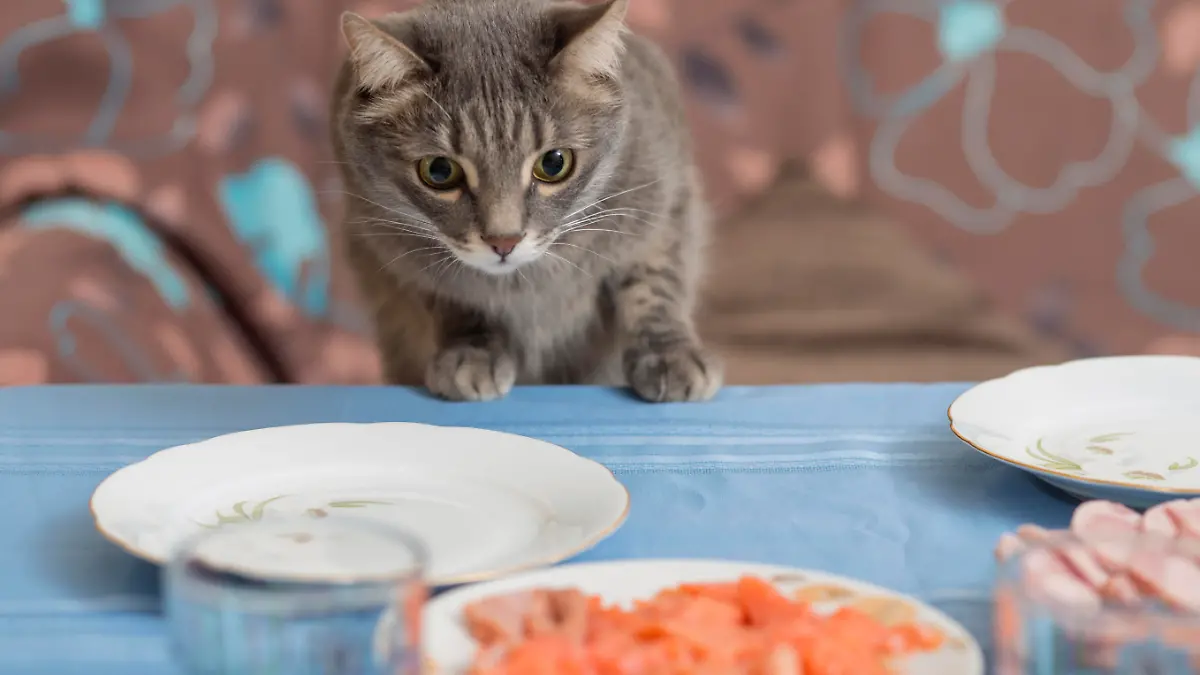 cat trying to steal some food from a dining table