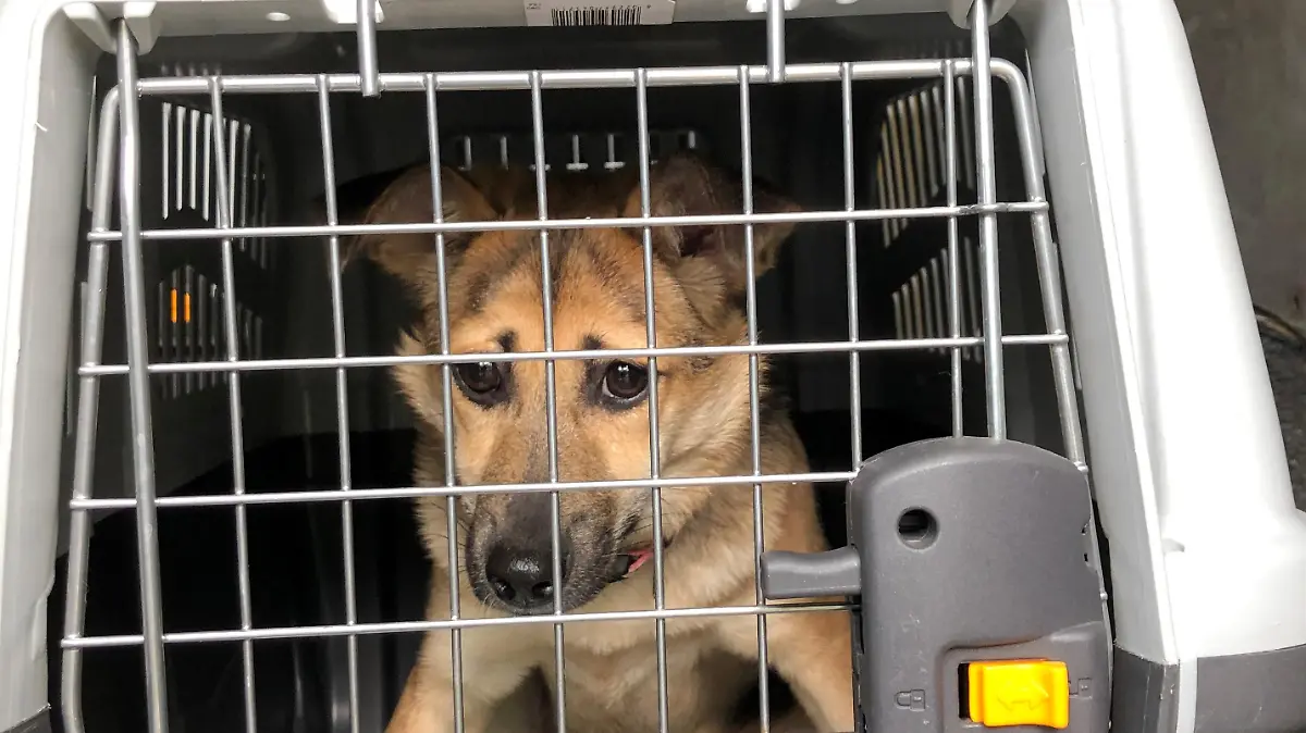 Die Polizei hat in Bremen Hunde aus einem Transporter befreit