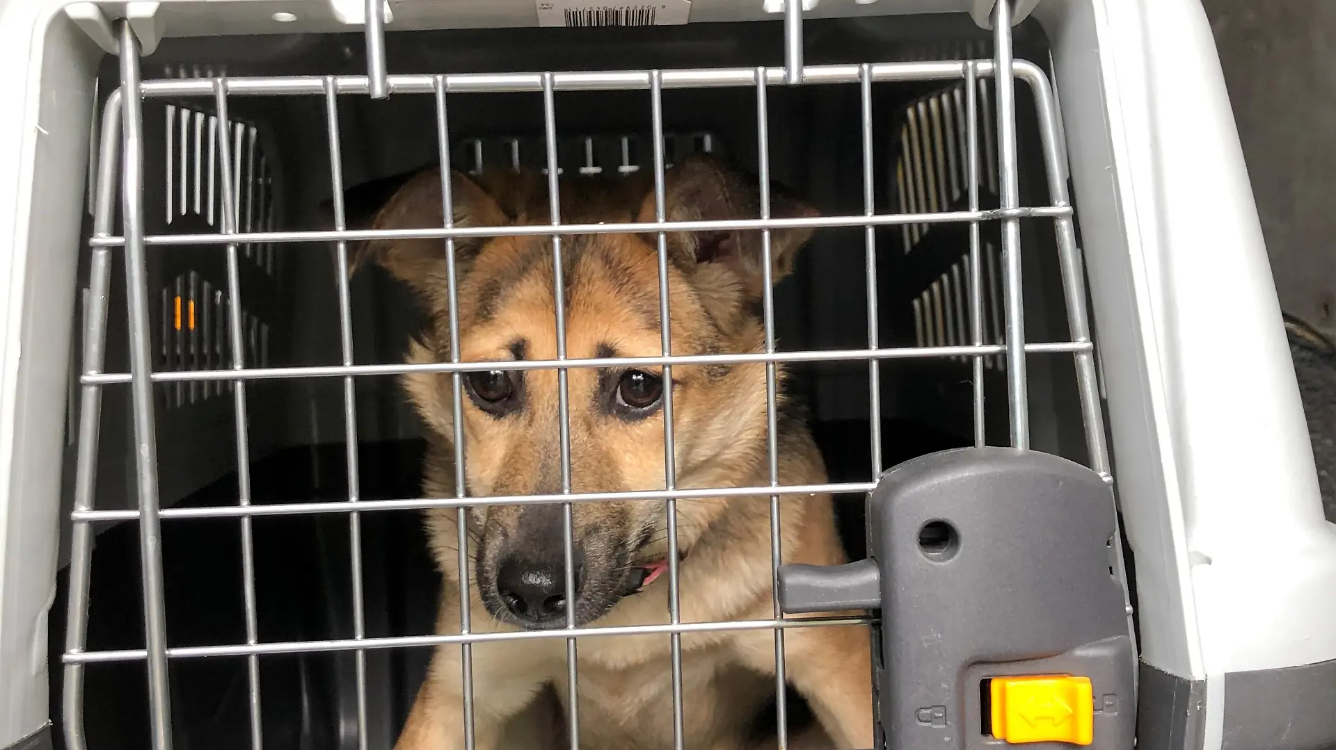 Die Polizei hat in Bremen Hunde aus einem Transporter befreit