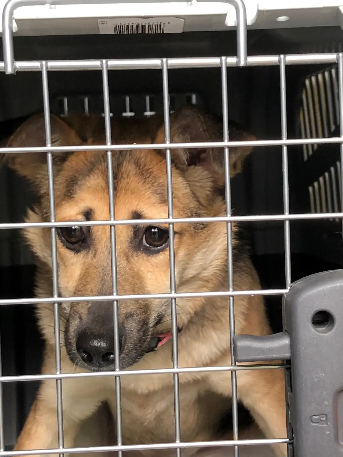 Die Polizei hat in Bremen Hunde aus einem Transporter befreit