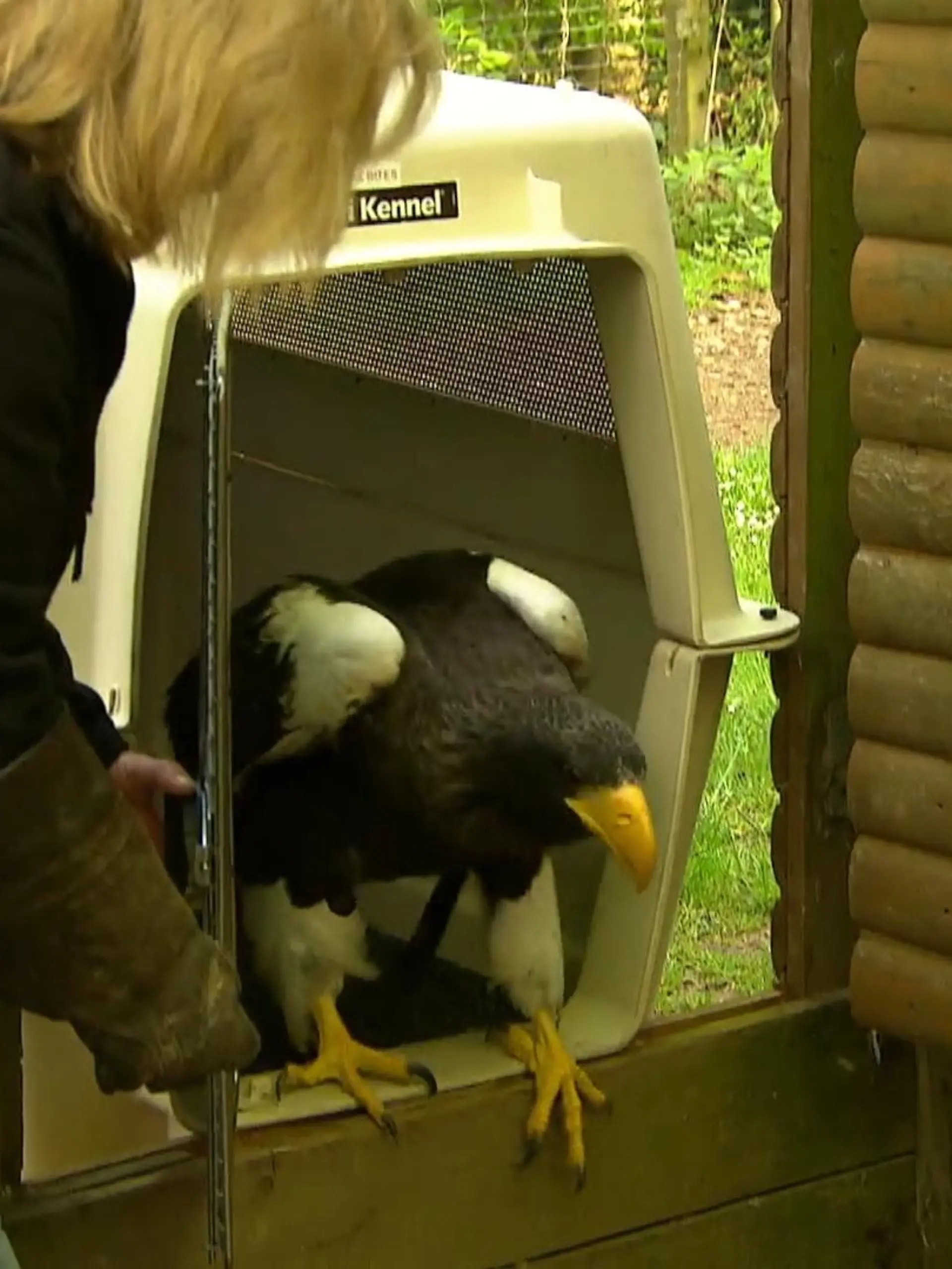 Bild zu: "Riesenseeadler Grobi ist zurück "