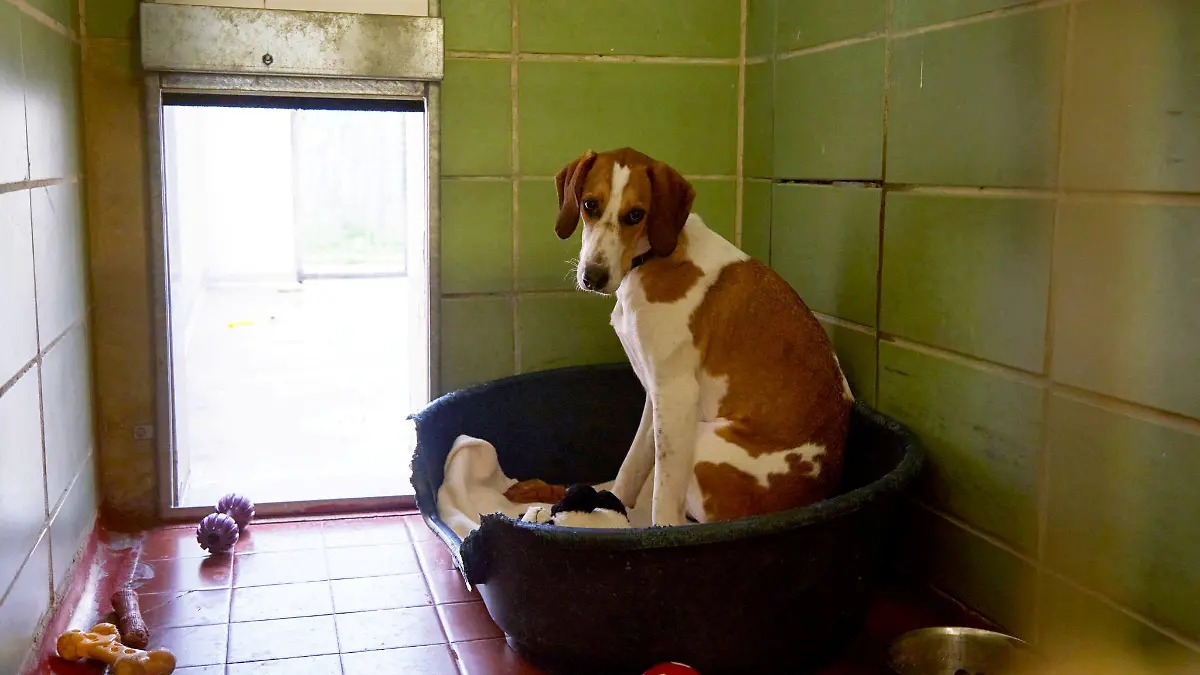 Hündin Bella aus Großbritannien wird als "einsamster Hund Englands" bezeichnet, weil sie schon seit 450 Tagen im Zwinger leben muss und niemand sie adoptieren will.