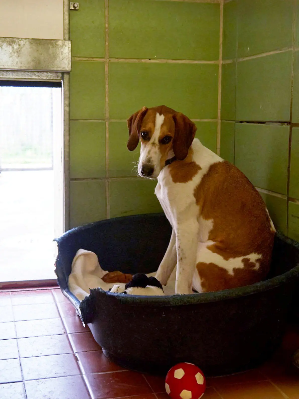 Hündin Bella aus Großbritannien wird als "einsamster Hund Englands" bezeichnet, weil sie schon seit 450 Tagen im Zwinger leben muss und niemand sie adoptieren will.