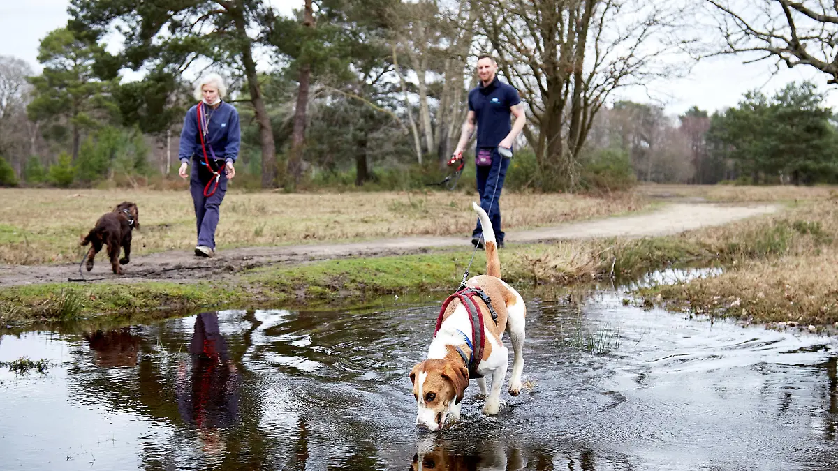 Großbritanniens einsamster Hund, Hündin Bella, wartet sehnsüchtig auf ein neues zu Hause, mit einem neuen Herrchen oder Frauchen.