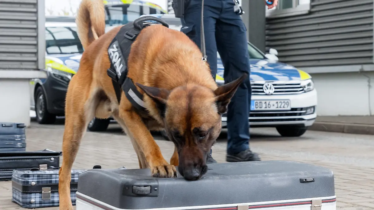 04.05.2021, Hamburg: Zoll-Spürhund Fritz sucht während einer Übung nach Drogen in einer Reihe von Koffern. Der Hamburger Zoll präsentiert heute seine Jahresbilanz für das Jahr 2020. Foto: Markus Scholz/dpa +++ dpa-Bildfunk +++
