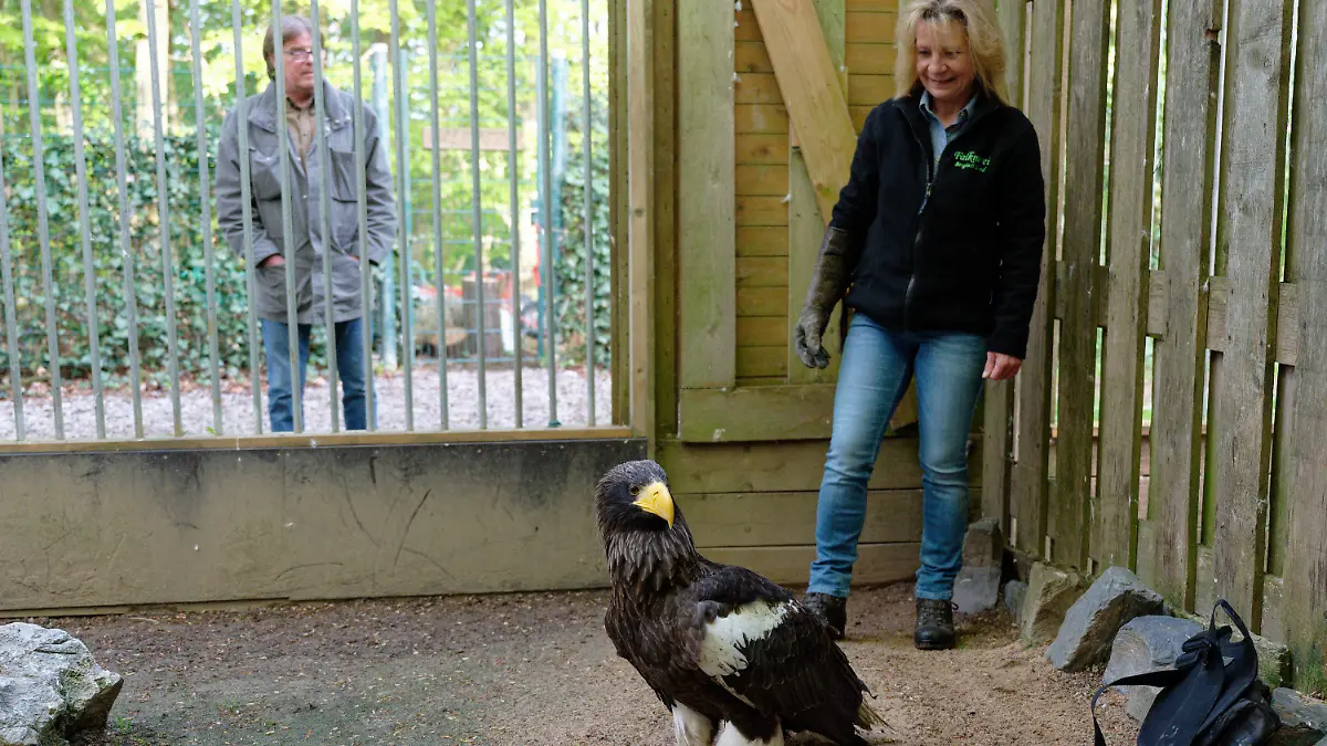 16.05.2021, Nordrhein-Westfalen, Remscheid: Falknerin Carola Schossow betrachtet den Riesenseeadler Grobi, der wieder in seiner Voliere in der Falknerei Bergisch Land sitzt. Nach seinem 1000 Kilometer langen Flug nach Ungarn ist der Vogel nun wieder zurück in Remscheid. Die Odyssee des Adlers hatte am 12. April begonnen, als Grobi aus der Falknerei Bergisch Land in Remscheid entflog und nicht mehr zurückkehrte. Foto: Henning Kaiser/dpa +++ dpa-Bildfunk +++