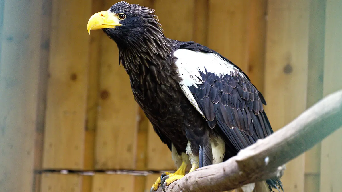 16.05.2021, Nordrhein-Westfalen, Remscheid: Der Riesenseeadler Grobi sitzt in seiner Voliere in der Falknerei Bergisch Land. Nach seinem 1000 Kilometer langen Flug nach Ungarn ist der Vogel nun wieder zurück in Remscheid. Die Odyssee des Adlers hatte am 12. April begonnen, als Grobi aus der Falknerei Bergisch Land in Remscheid entflog und nicht mehr zurückkehrte. Foto: Henning Kaiser/dpa +++ dpa-Bildfunk +++