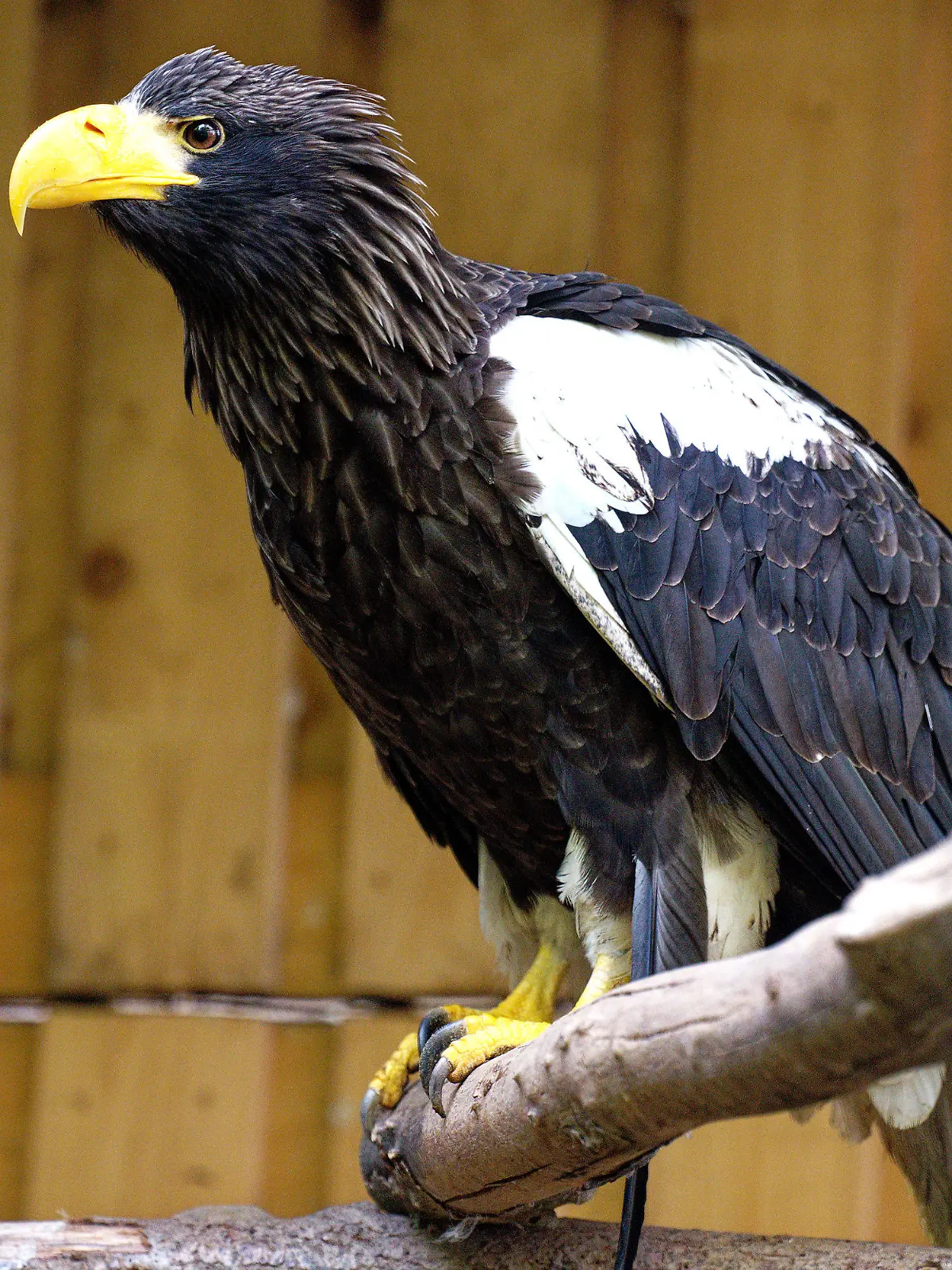 16.05.2021, Nordrhein-Westfalen, Remscheid: Der Riesenseeadler Grobi sitzt in seiner Voliere in der Falknerei Bergisch Land. Nach seinem 1000 Kilometer langen Flug nach Ungarn ist der Vogel nun wieder zurück in Remscheid. Die Odyssee des Adlers hatte am 12. April begonnen, als Grobi aus der Falknerei Bergisch Land in Remscheid entflog und nicht mehr zurückkehrte. Foto: Henning Kaiser/dpa +++ dpa-Bildfunk +++