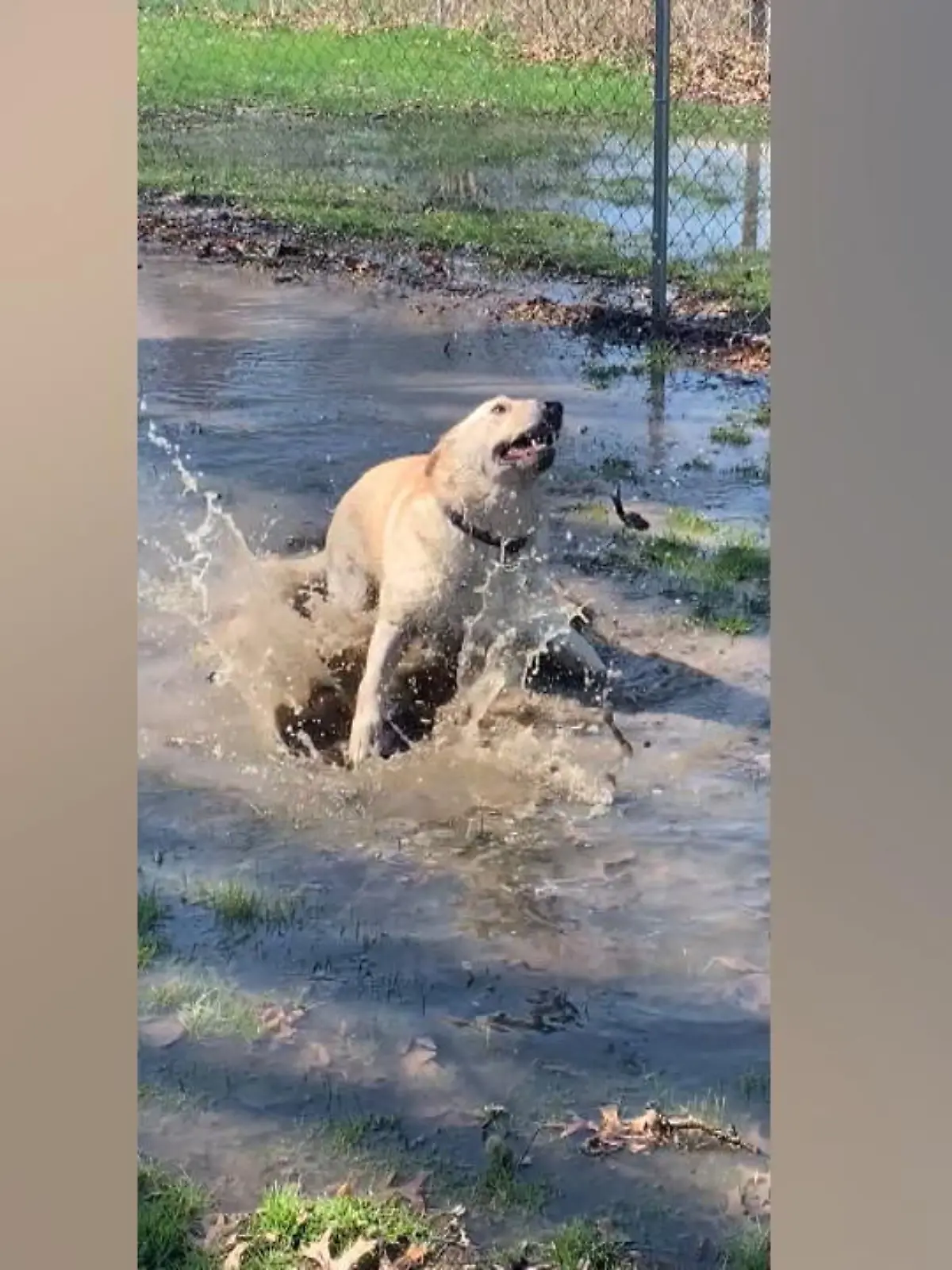 Bild zu: "Hund Stevie hat seltene Krankheit"