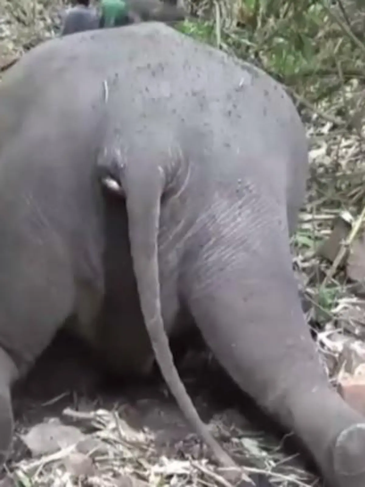 Toter Elefant im nidschen Bundesstaat Assam.