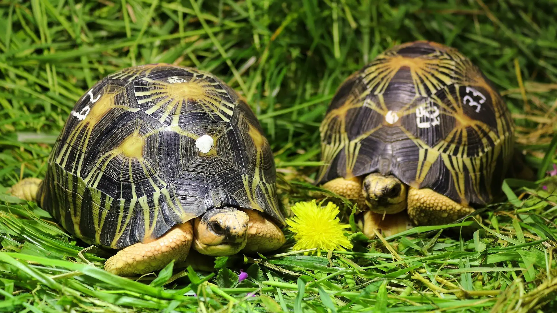 HANDOUT - 12.05.2021, Berlin: Strahlenschildkröten, die im Gepäck eines Schmugglers konfisziert wurden, haben im Tierpark Berlin ein neues Zuhause gefunden. Der Berliner Tierpark nimmt 57 Exemplare zweier vom Aussterben bedrohter Schildkrötenarten auf. Zwei der 55 jungen Madagaskar-Strahlenschildkröten sitzen im Gras in Quarantäne. Ende Mai sollen sie für Besucher zu sehen sein. Markante gelbe Linien verlaufen strahlenförmig auf dem hoch gewölbten Panzer nach außen. (zu dpa «Neue Heimat für geschmuggelte Schildkröten im Berliner Tierpark») Foto: ---/Tierpark Berlin/dpa - ACHTUNG: Nur zur redaktionellen Verwendung im Zusammenhang mit der aktuellen Berichterstattung und nur mit vollständiger Nennung des vorstehenden Credits +++ dpa-Bildfunk +++